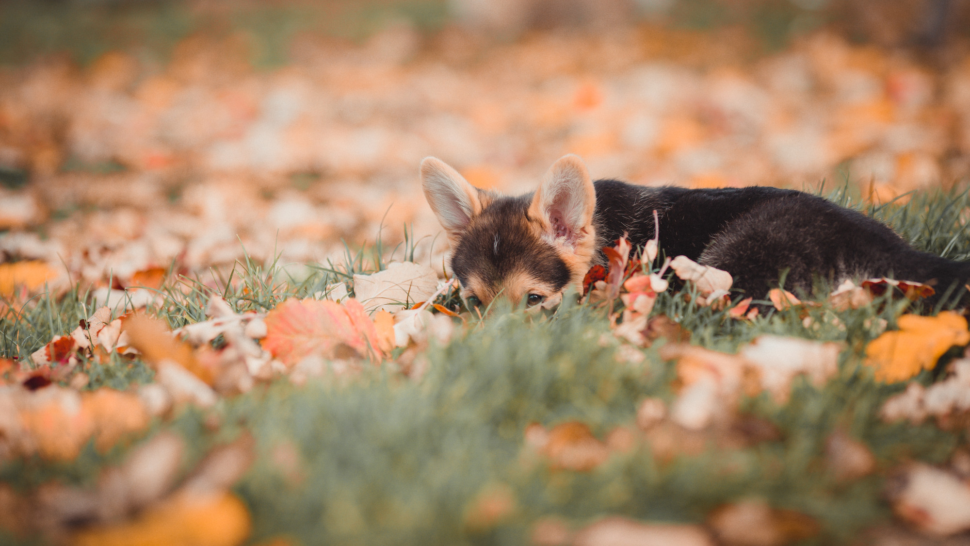 outdoor-dog-photography-corgi-puppy-06
