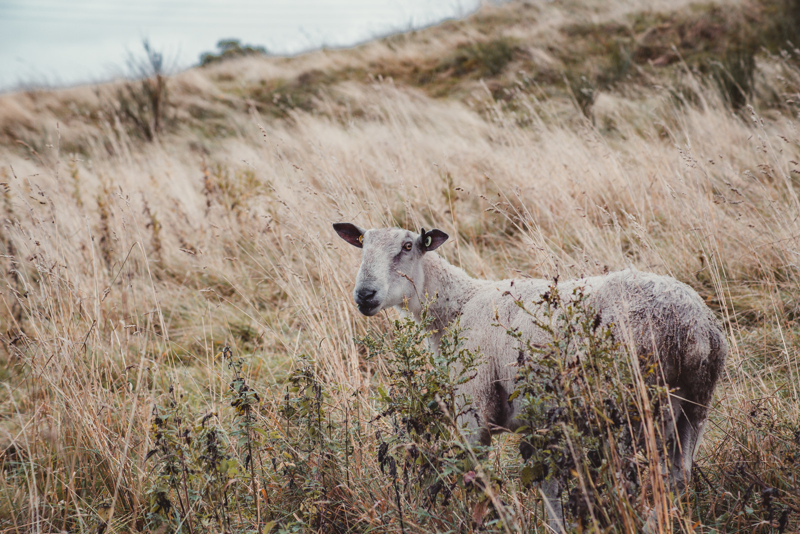 scotland-sheep
