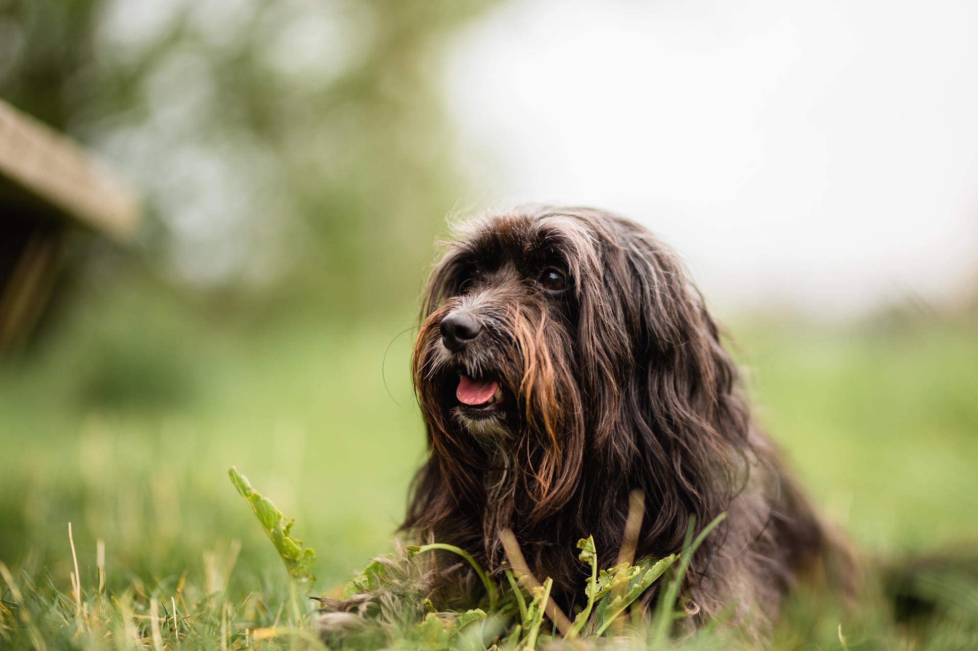 sigma-85mm-for-dog-photography-1