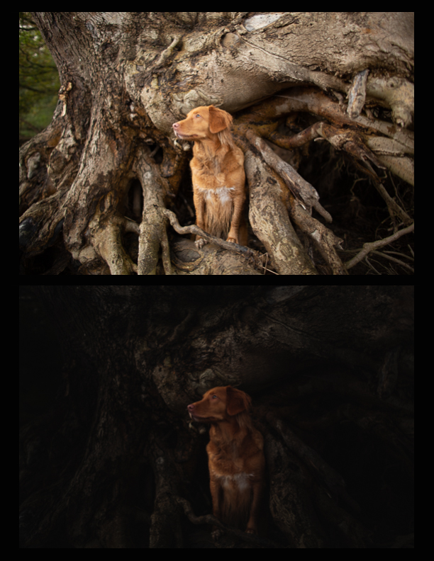 before-and-after-artistic-dog-photography-5