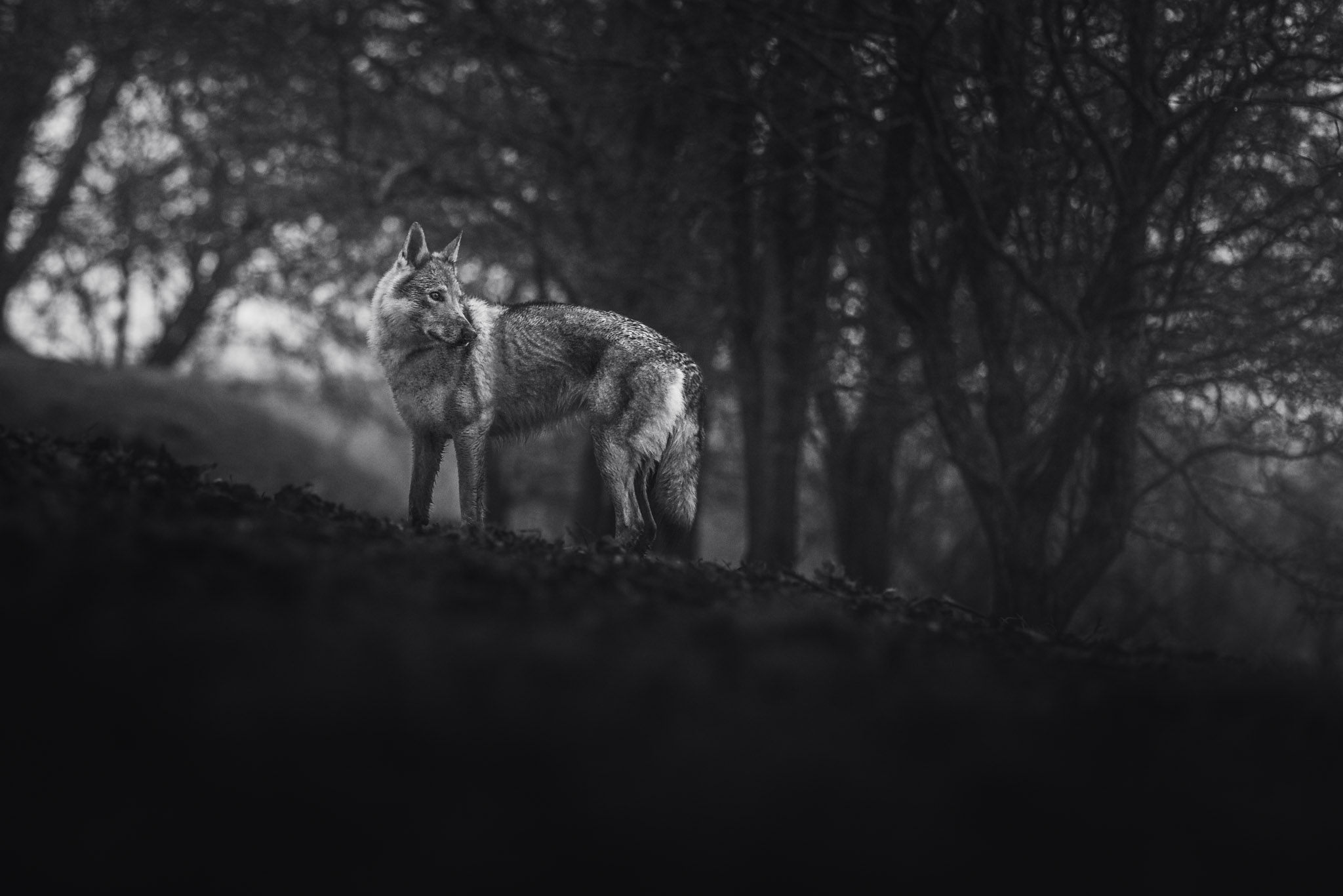 czechoslovakian-wolfdog-photoshoot-1