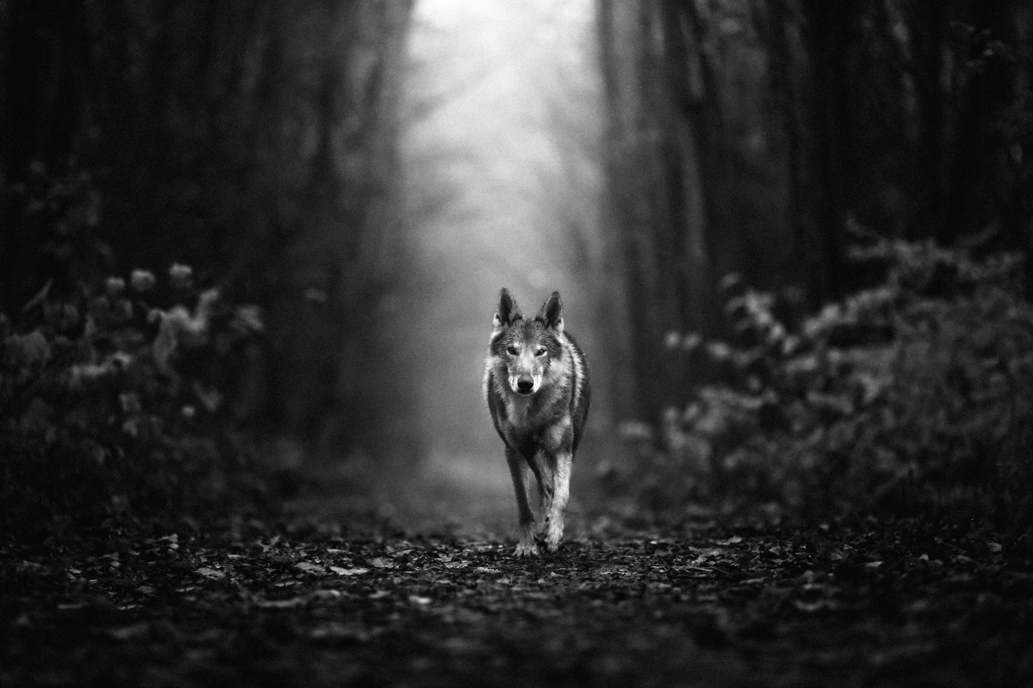 fineart-czechoslovakian-wolfdog-photography-black-and-white