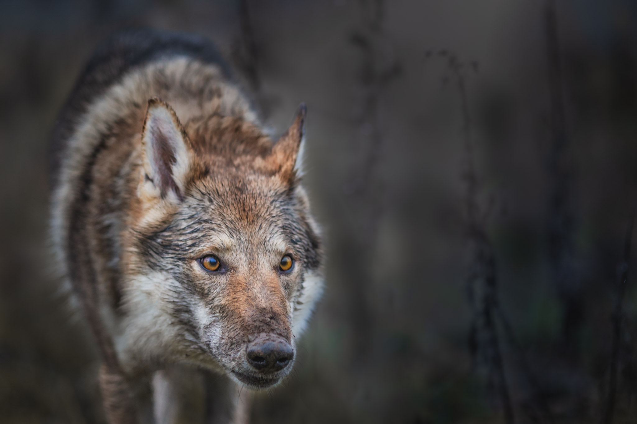 pouncing-wolf-dog