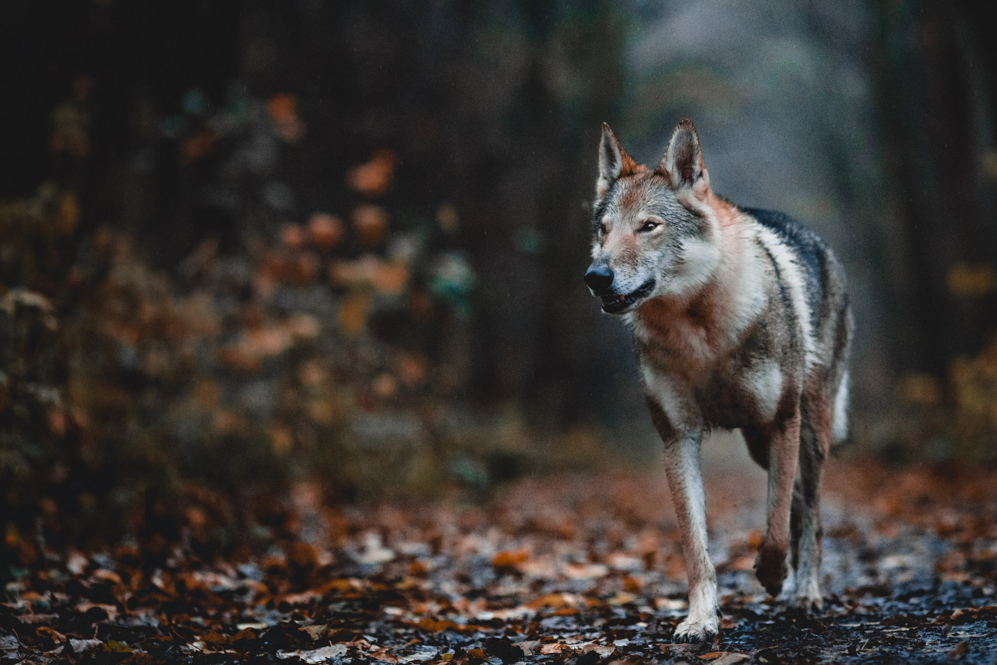 wolf-dog-puncing-through-woods