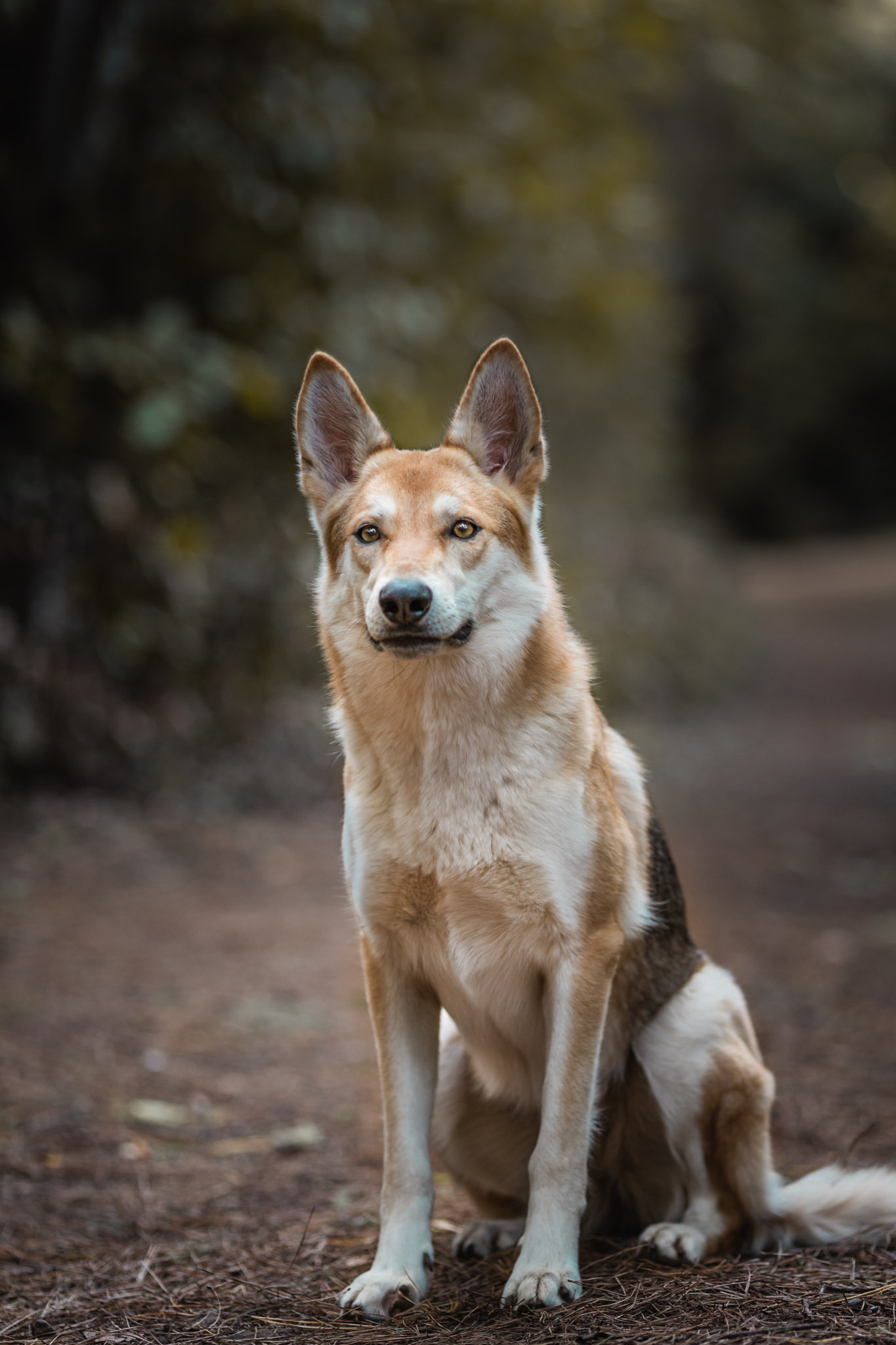 dog-photography-the-northdogs-10