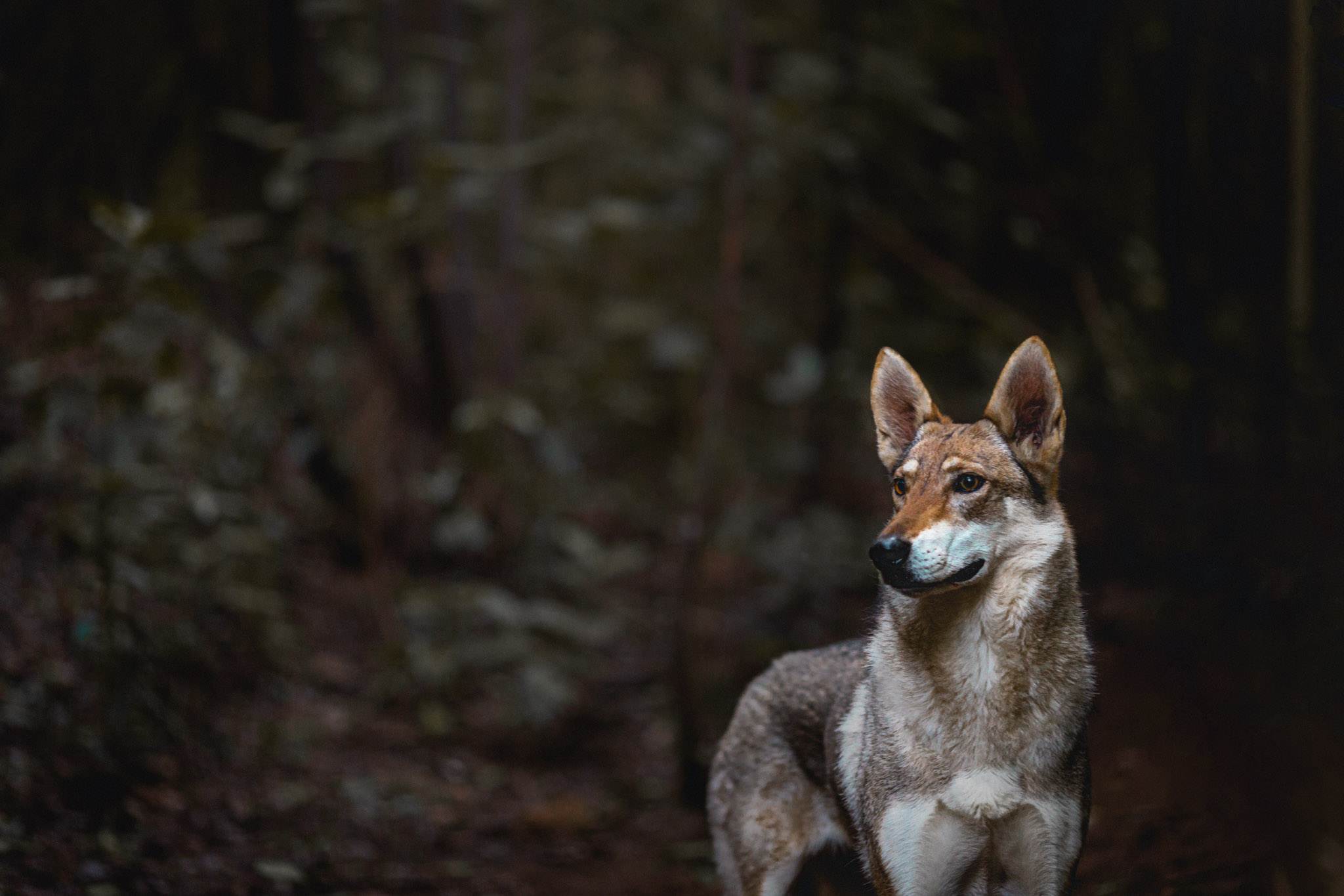 dog-photography-wolfdog-the-northdogs-01