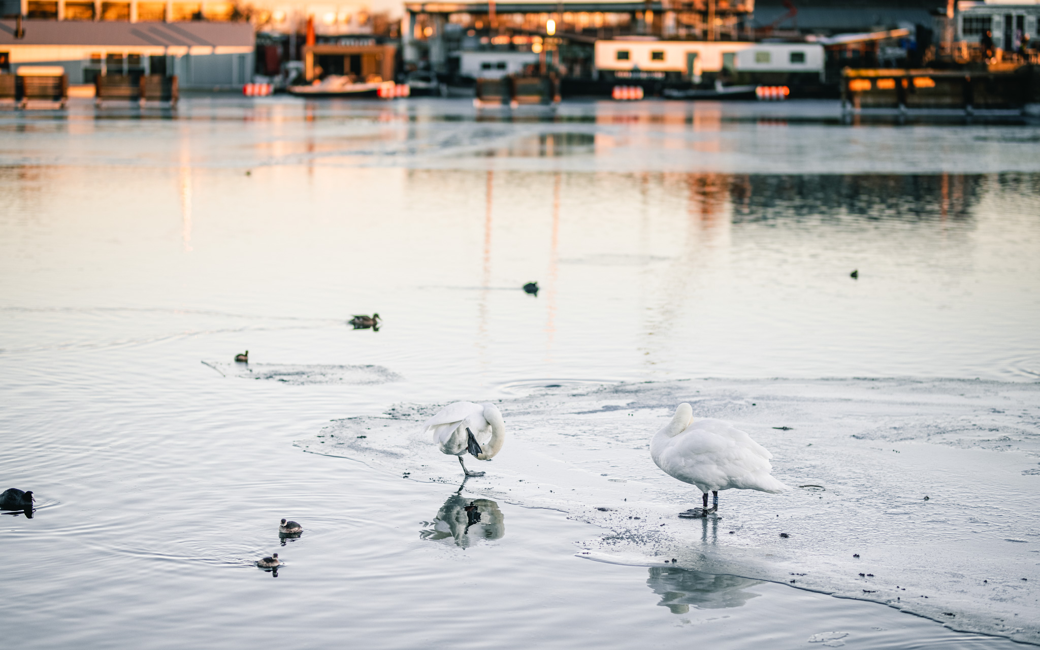 swans-sunset-ice