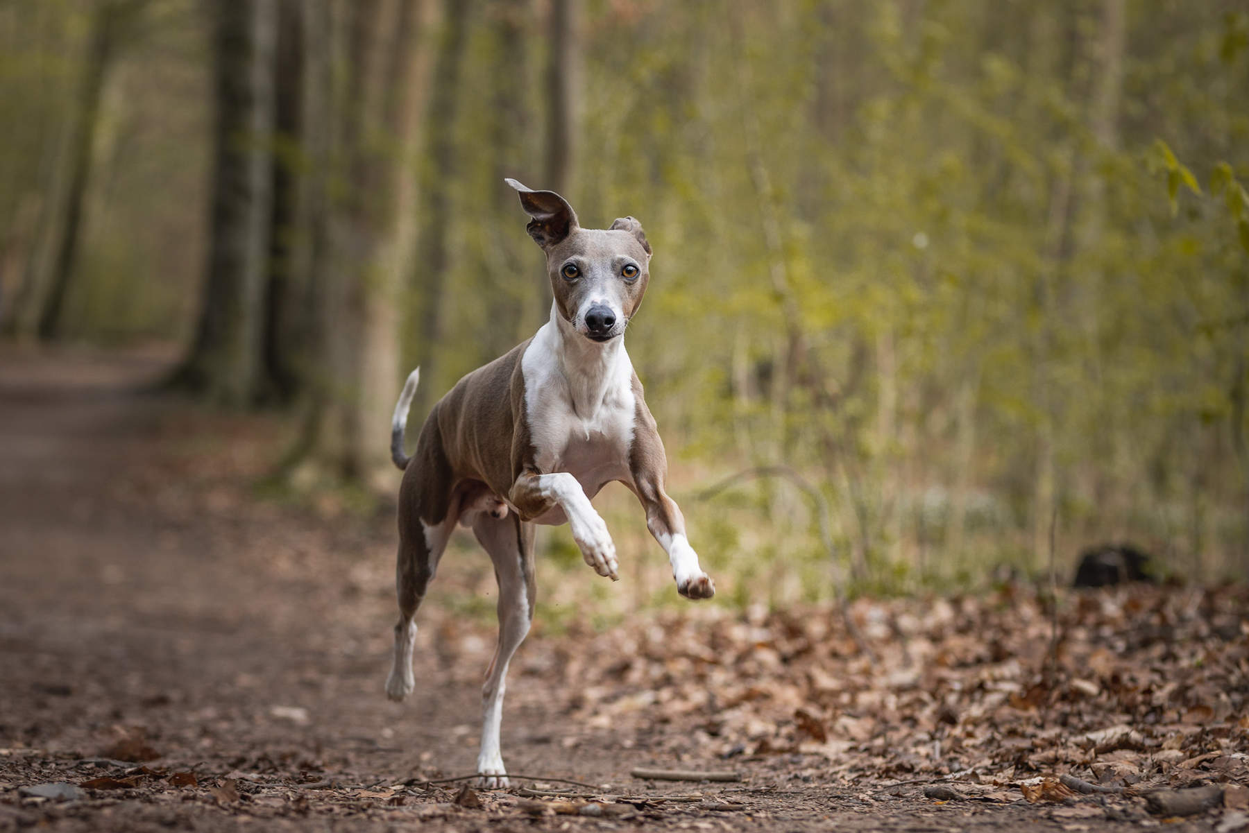 action-photo-italian-greyhound