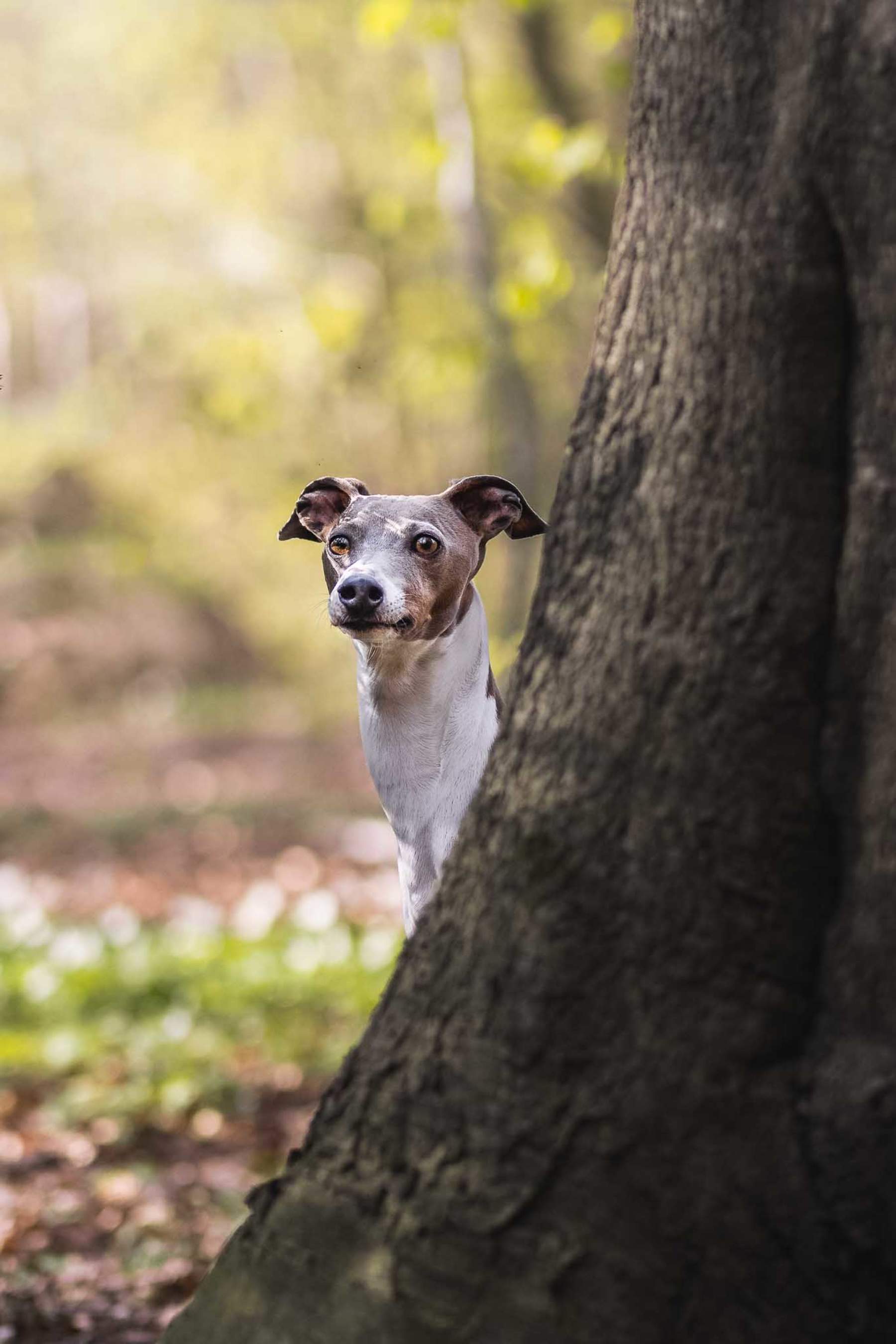 cute-dog-hiding-behind-tree