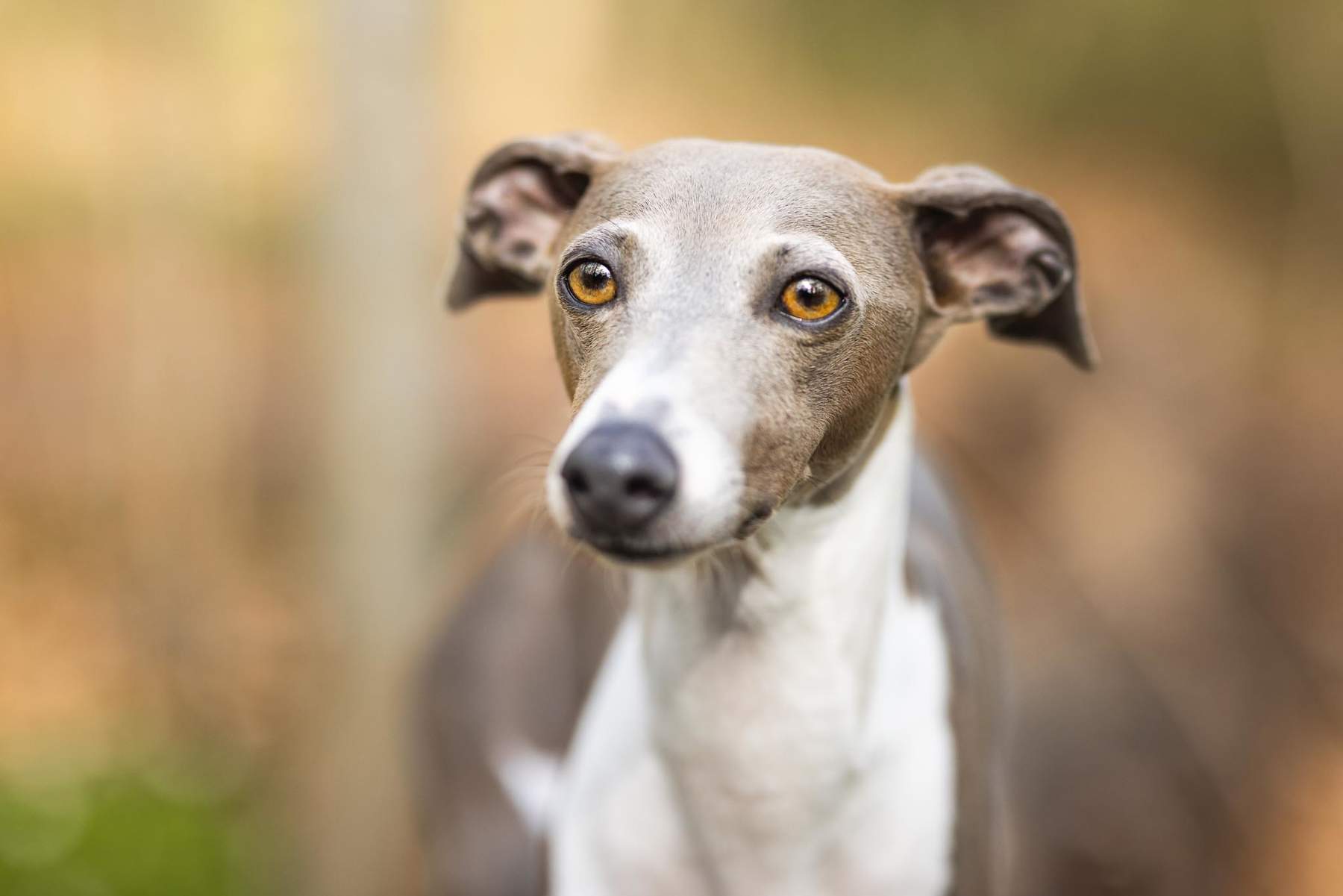 cute-italian-greyhound-looks-like-dobby