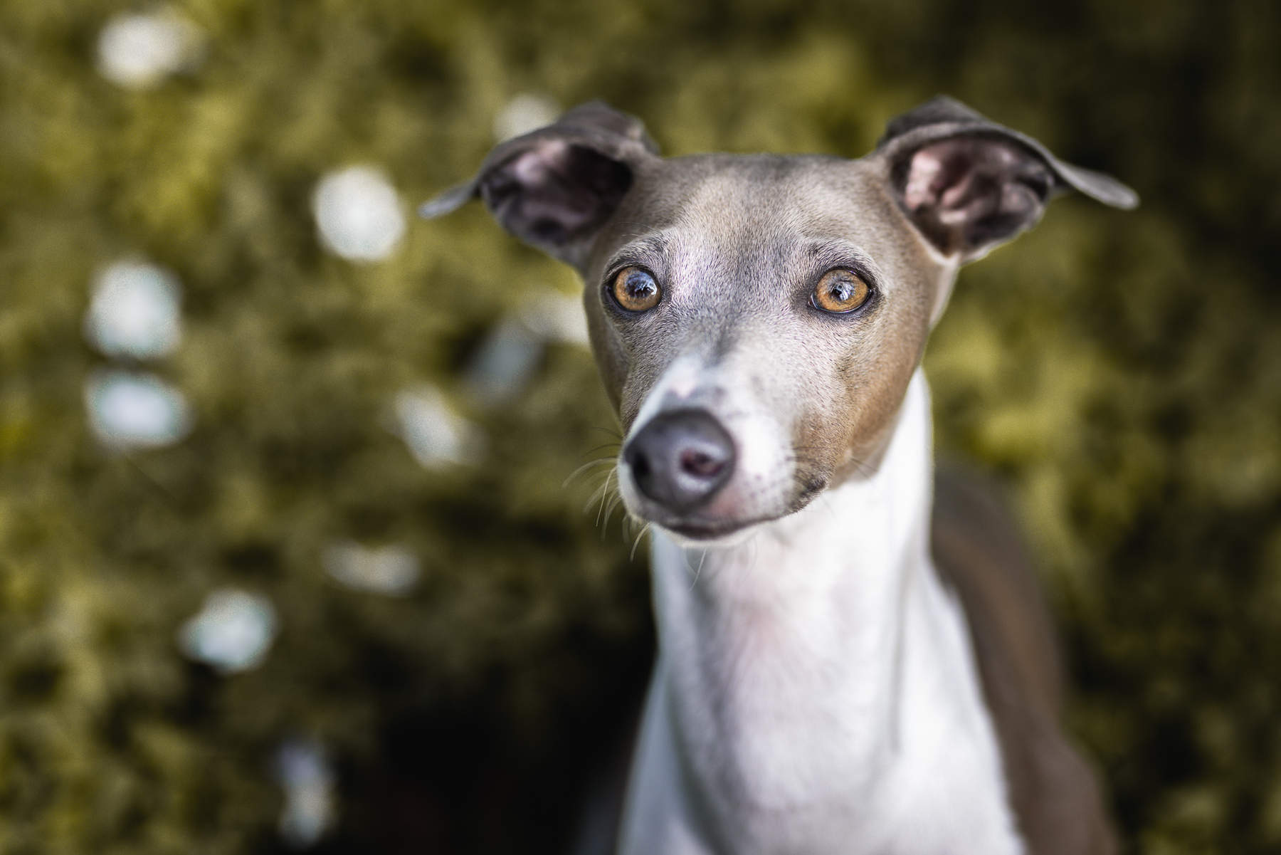 italian-greyhound-artistic-dog-photography