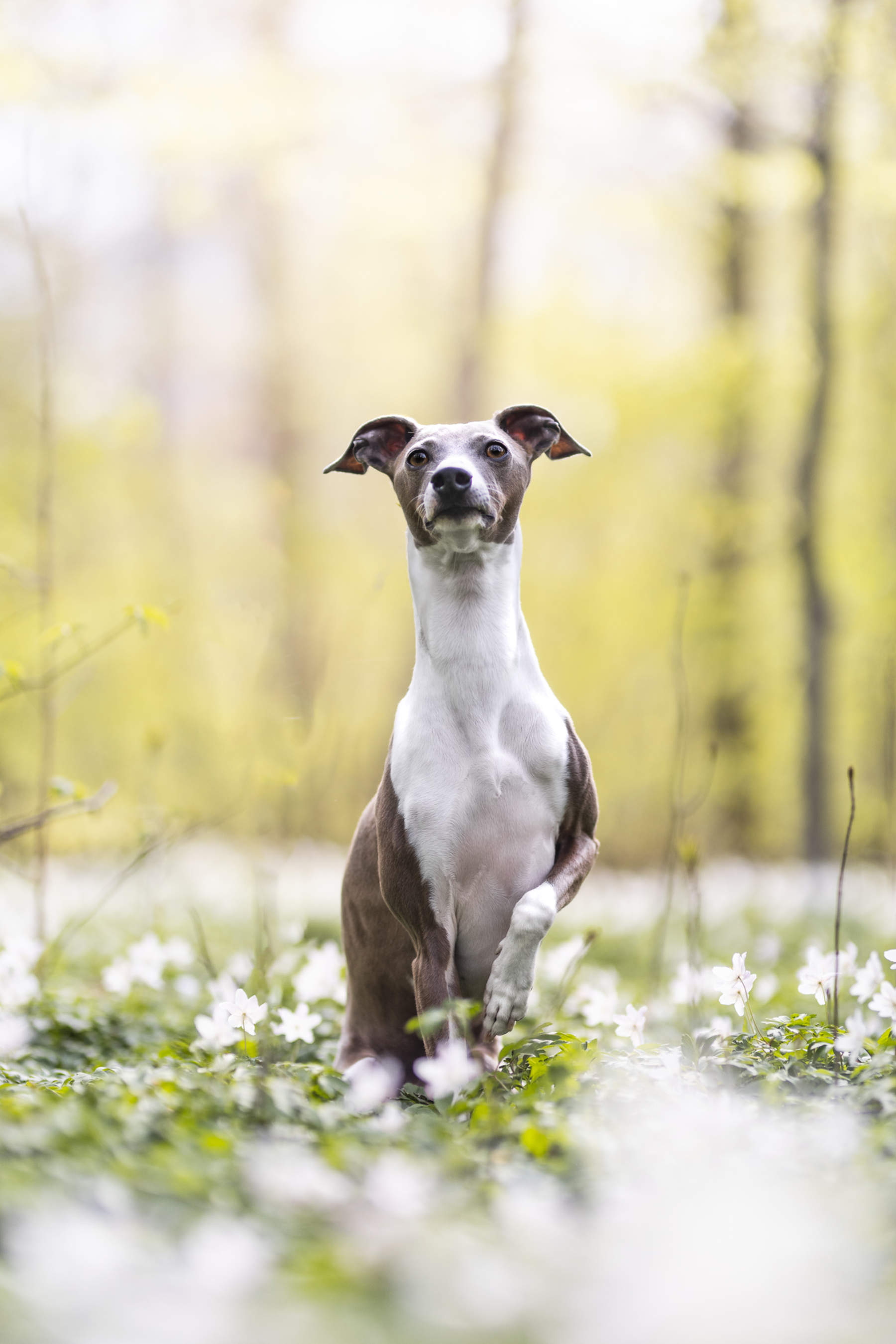 italian-greyhound-photoshoot