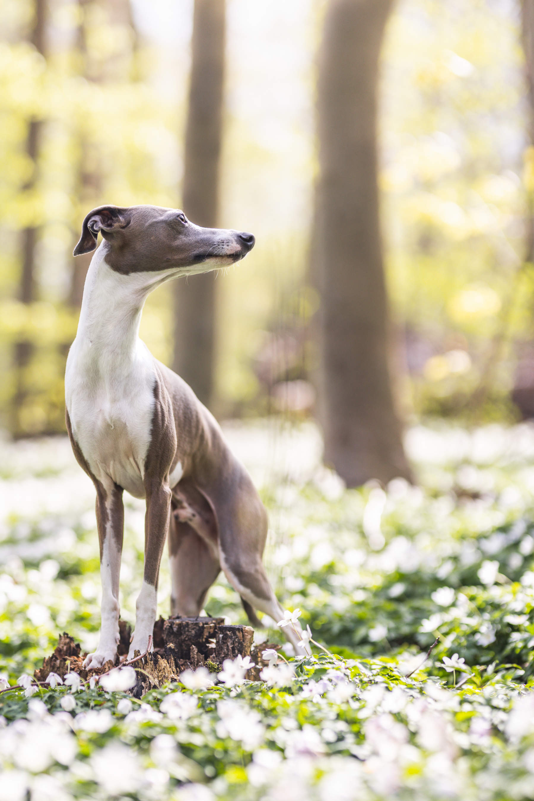 italian-greyhound-sitting-in-forest