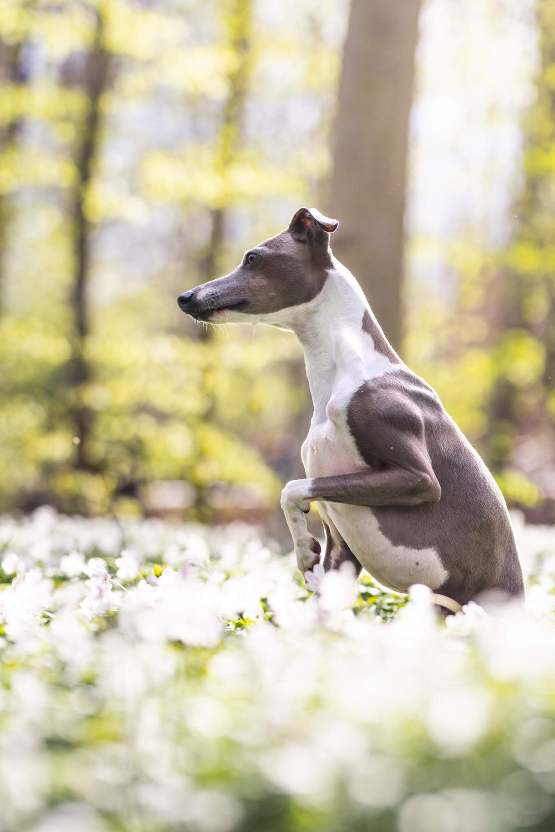 spring-photoshoot-with-dog