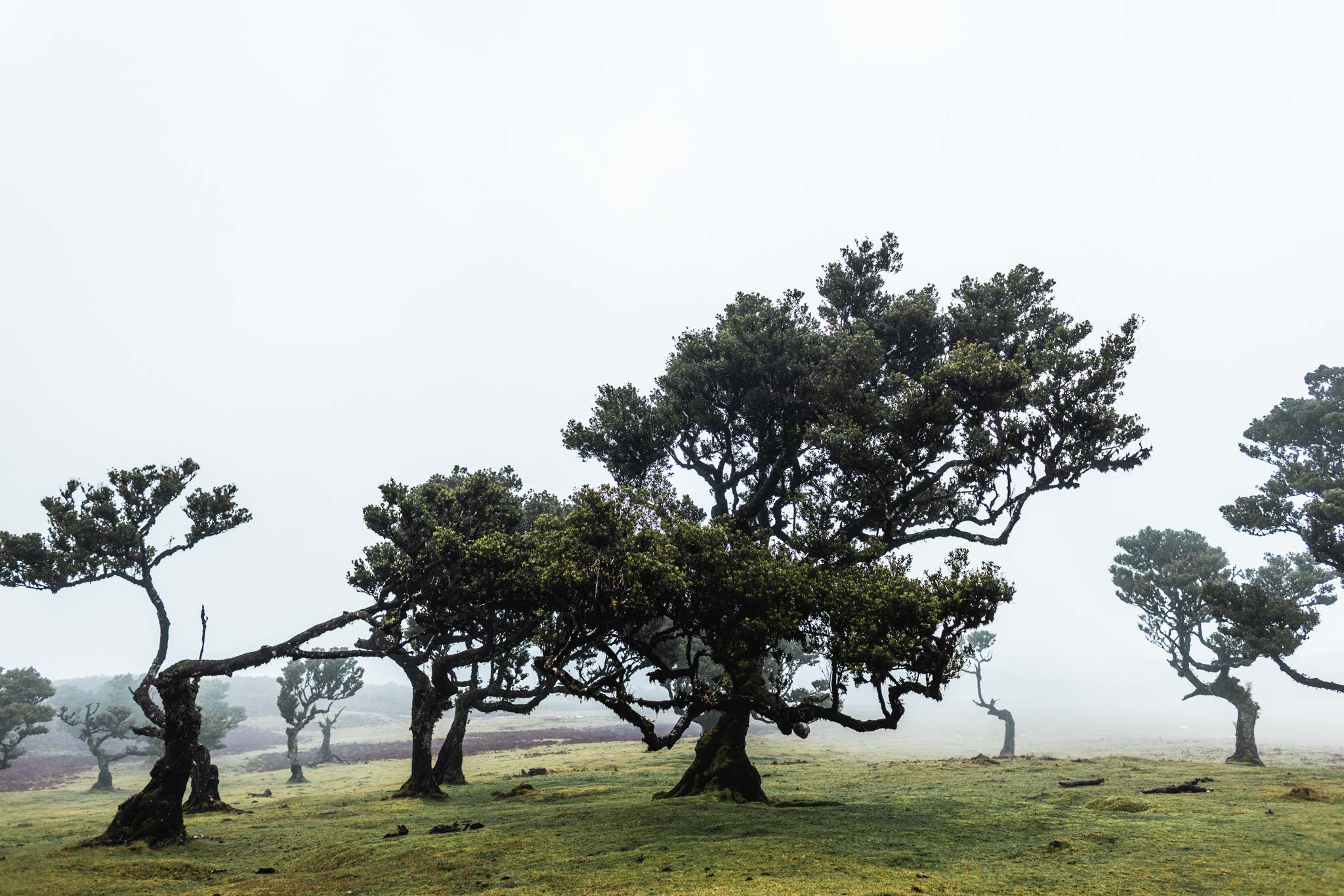 madeira-travel-photography-fog-fantasy-fanal-forest_09