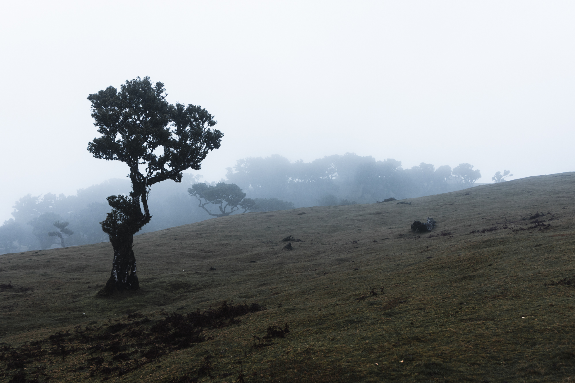 madeira-travel-photography-fog-fantasy-fanal-forest_101