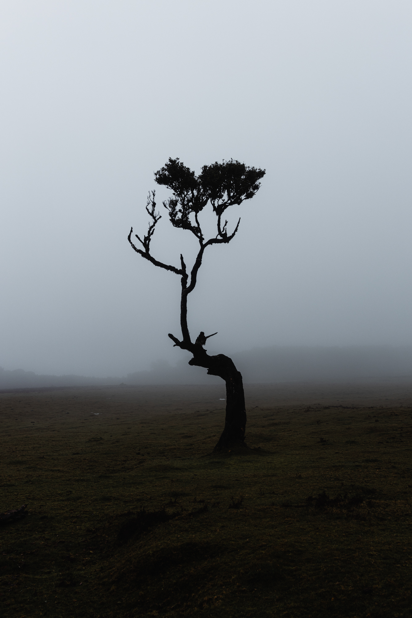 madeira-travel-photography-fog-fantasy-fanal-forest_105