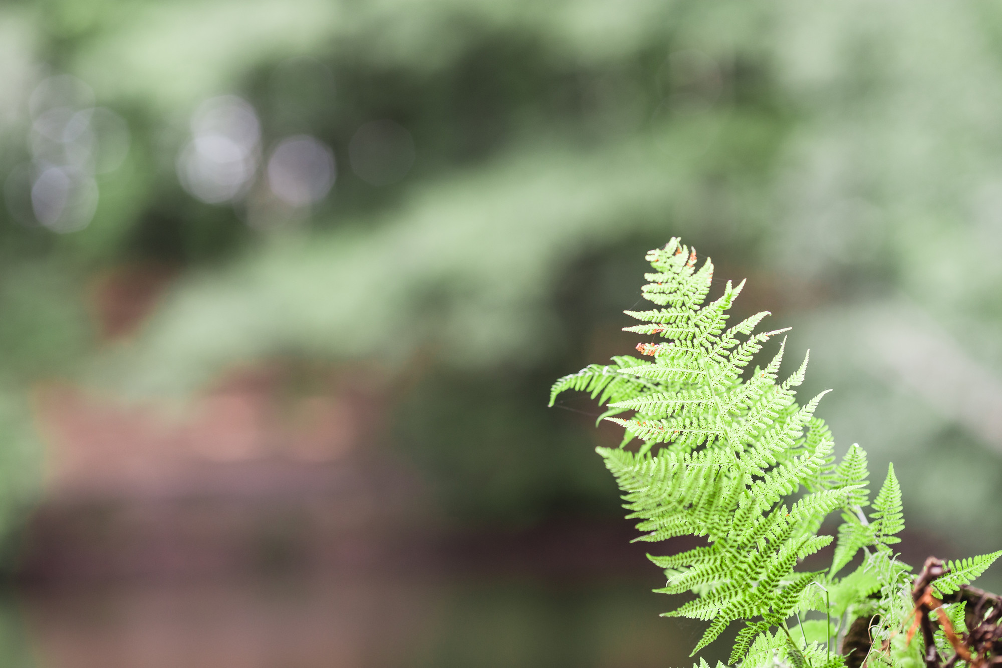 fern-hareskov-forest-copenhagen