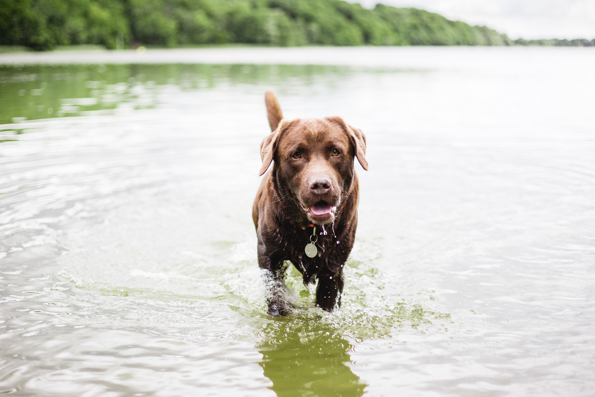 hunde-i-hareskoven