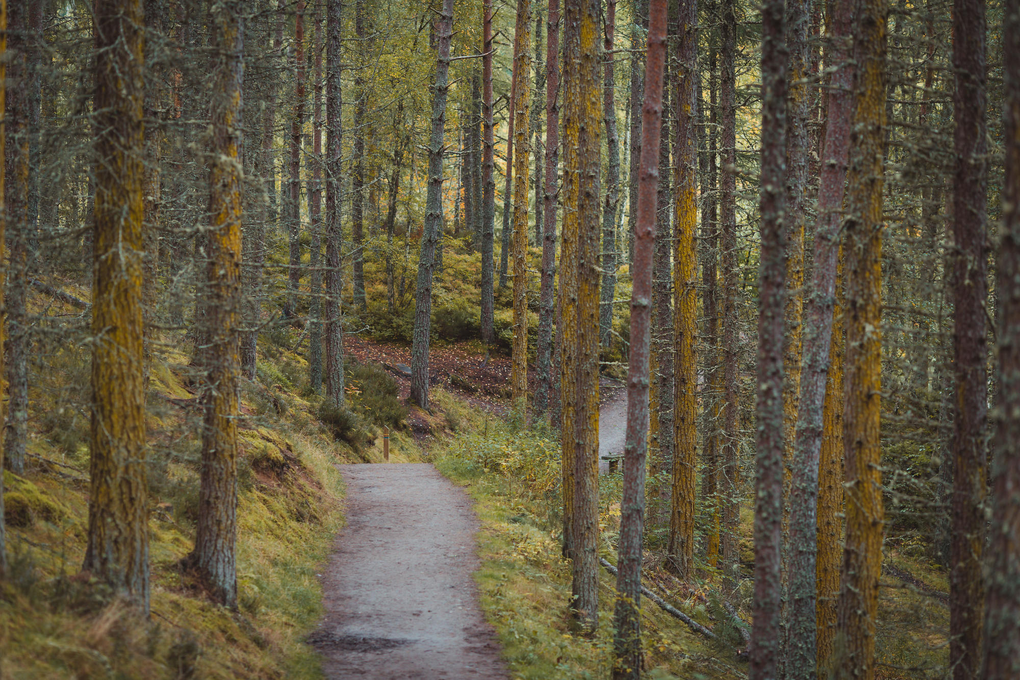 black-isle-fortrose-waterfalls-fairy-glen-12