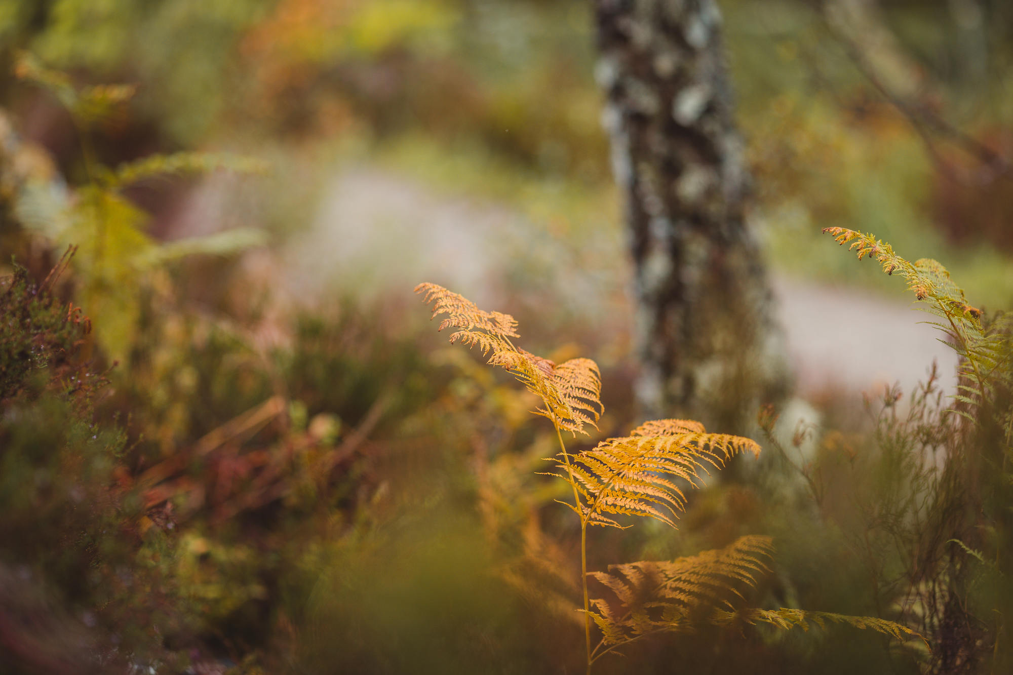 black-isle-fortrose-waterfalls-fairy-glen-15