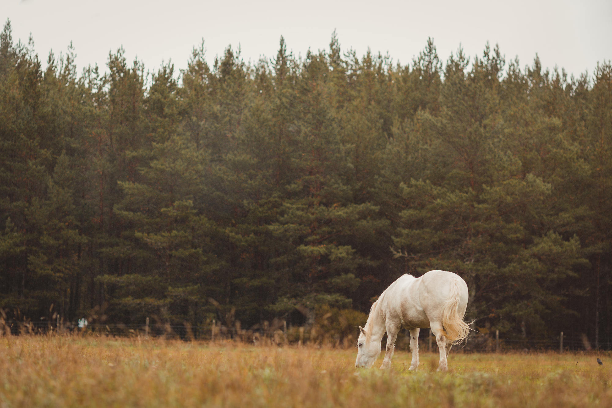 landscape-photography-cairngorms-national-park-autumn-03