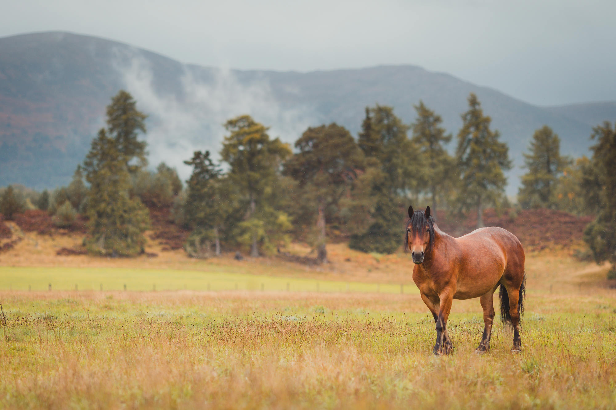 landscape-photography-cairngorms-national-park-autumn-04