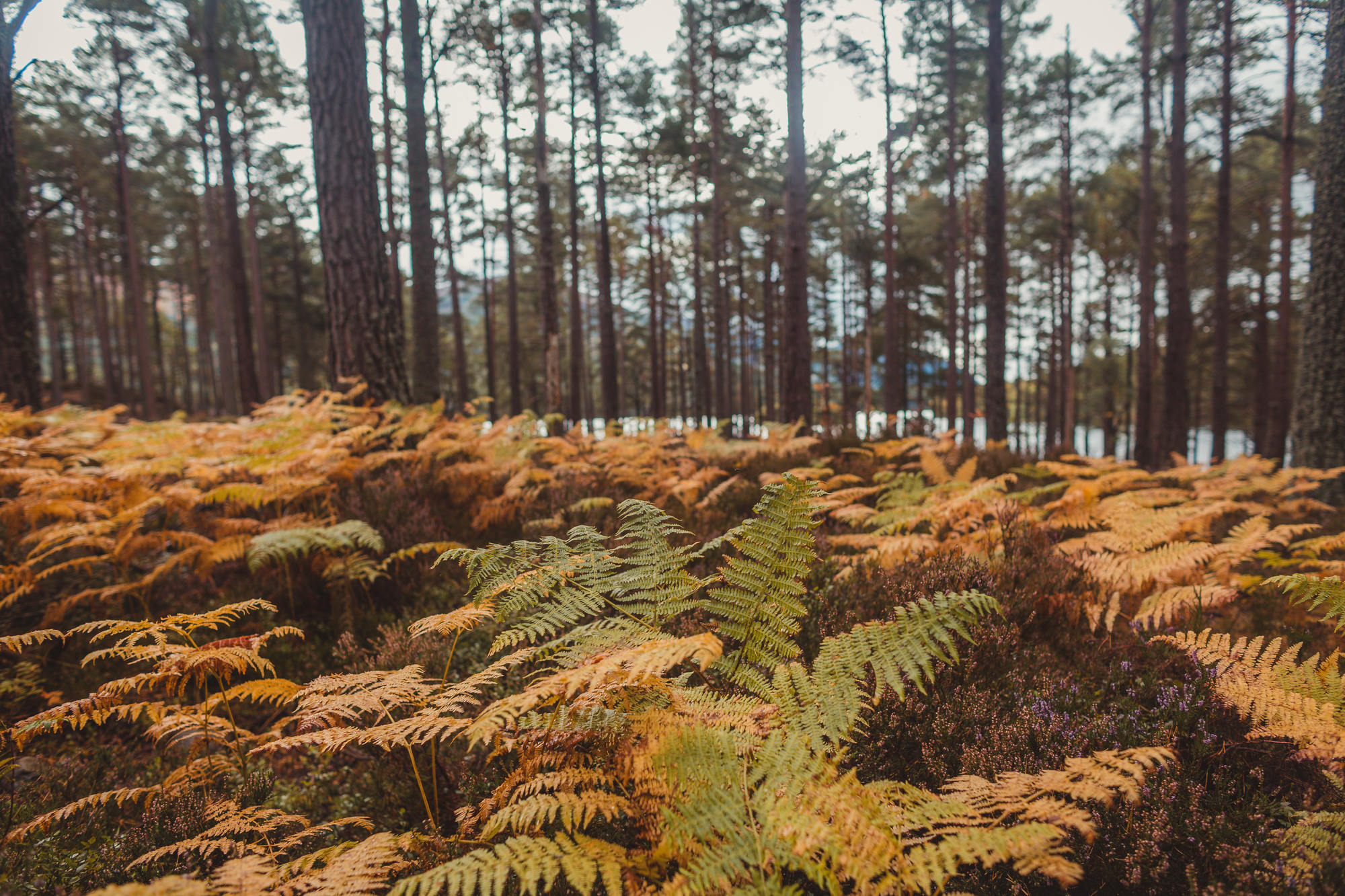 landscape-photography-cairngorms-national-park-autumn-15