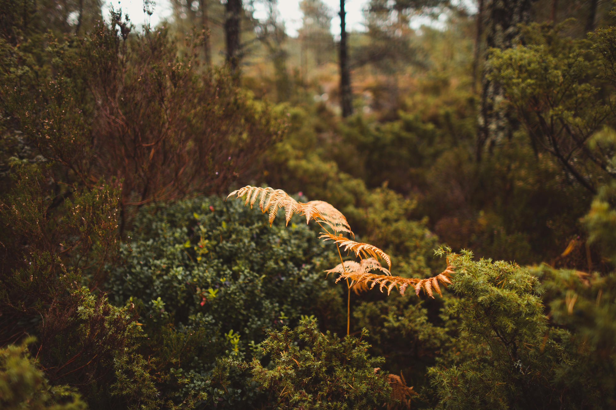 landscape-photography-cairngorms-national-park-autumn-17