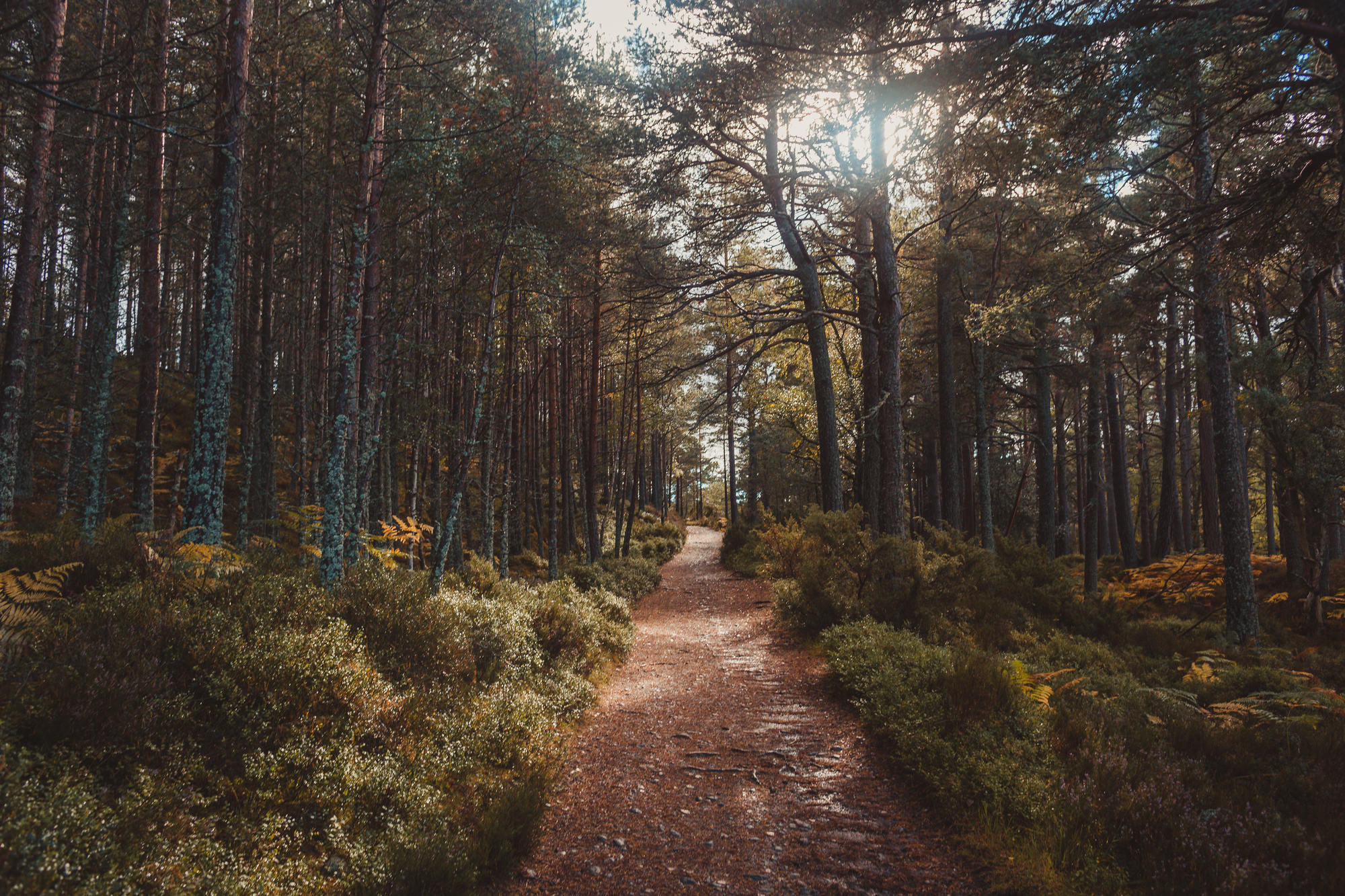 landscape-photography-cairngorms-national-park-autumn-24