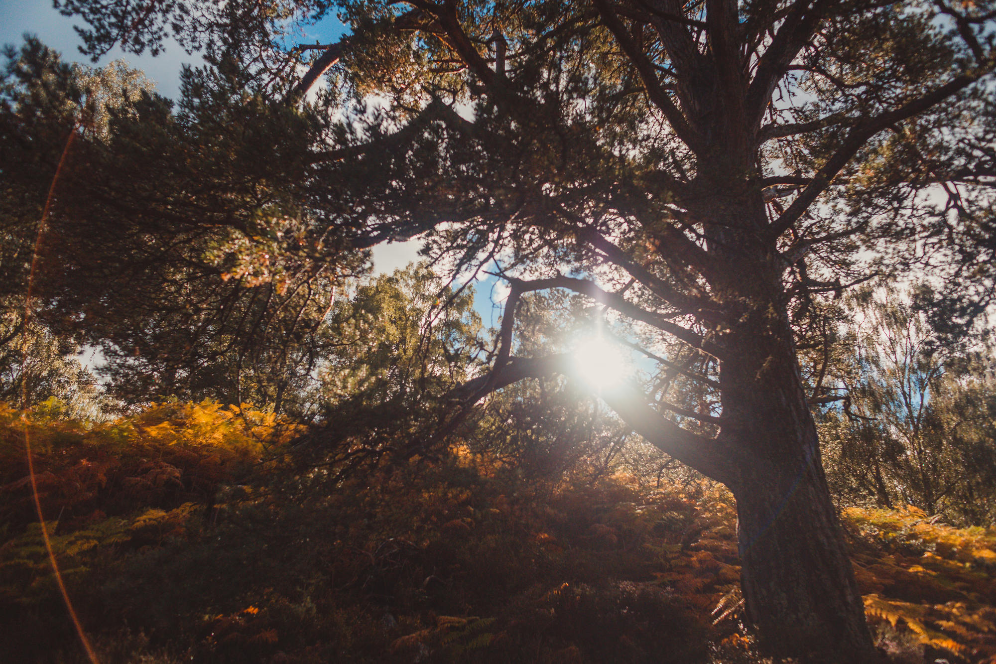 landscape-photography-cairngorms-national-park-autumn-28