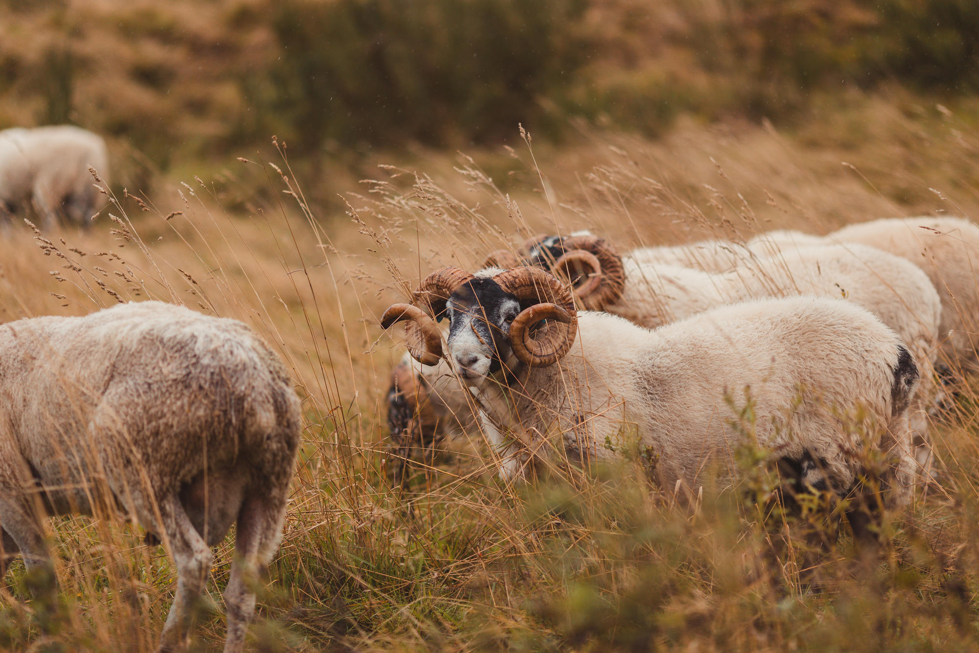 landscape-photography-cairngorms-national-park-autumn-39