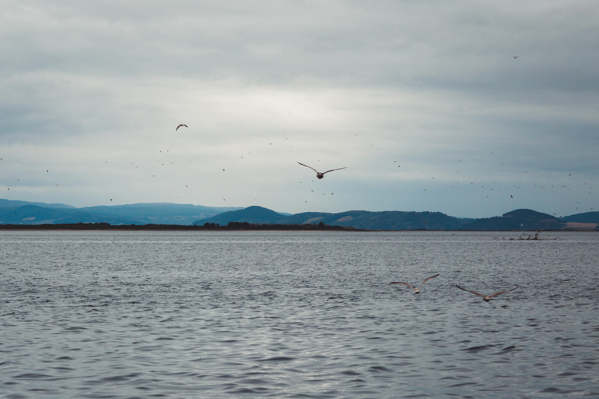 moray-firth-dolphins-phoenix-boats-04