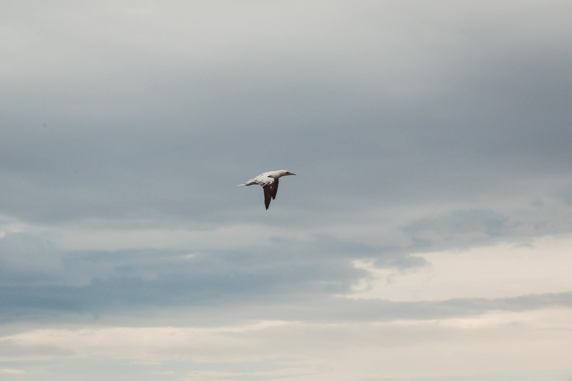 moray-firth-dolphins-phoenix-boats-06