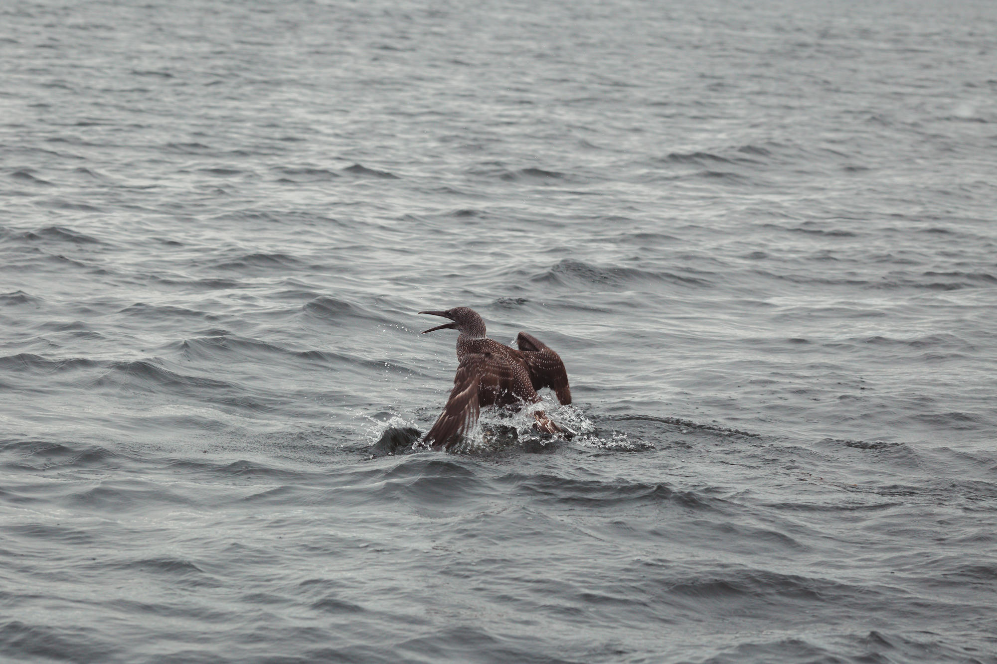 moray-firth-dolphins-phoenix-boats-08