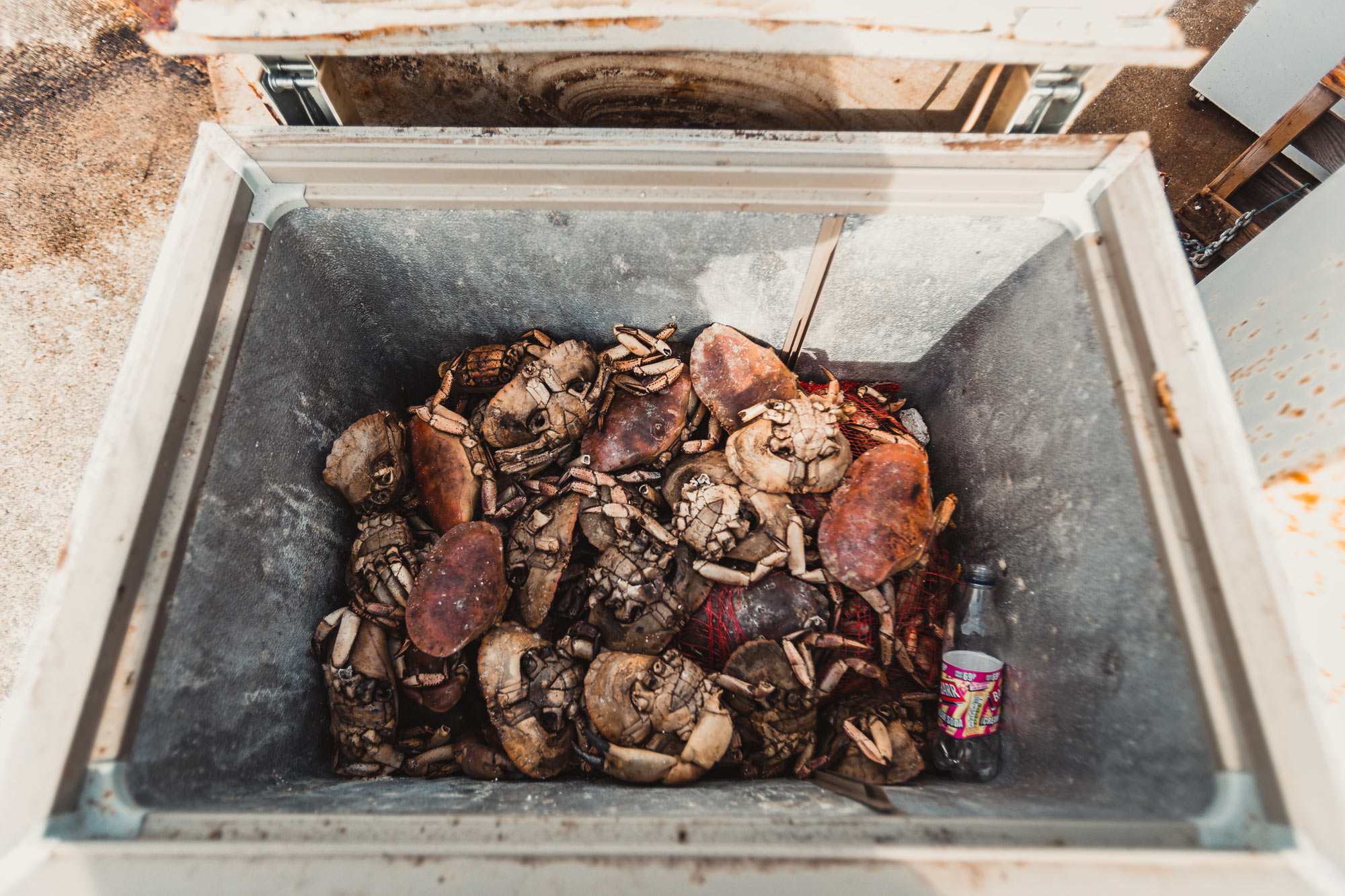 cromarty-smell-crabs