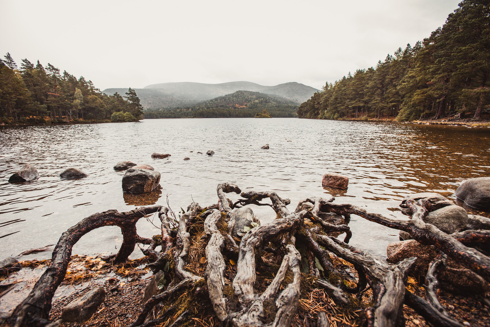 gnarled-roots-lake-loch-an-eilein