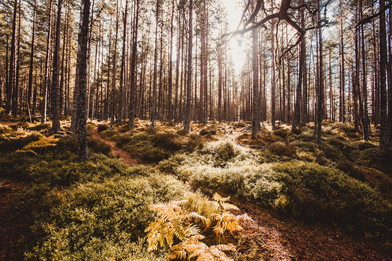 wood-forest-scotland-sun