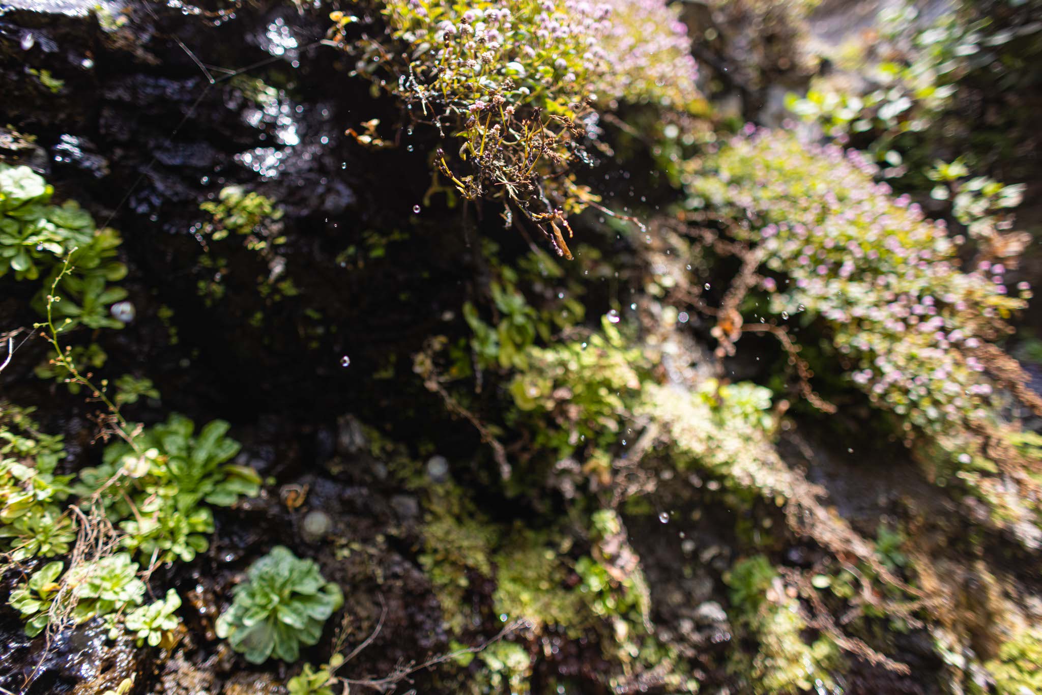 madeira-travel-photography-trails-waterfalls_10