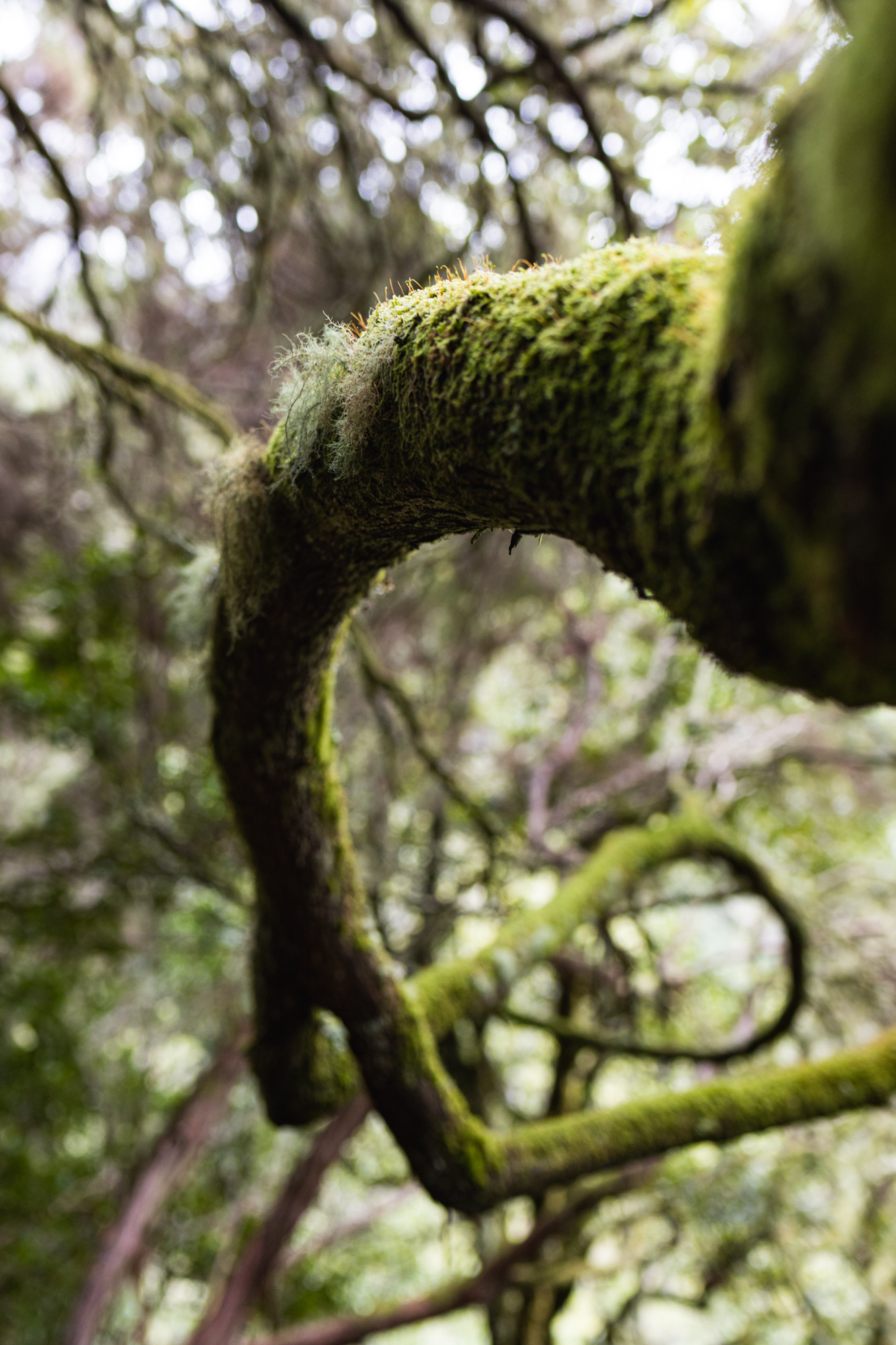 madeira-travel-photography-trails-waterfalls_59