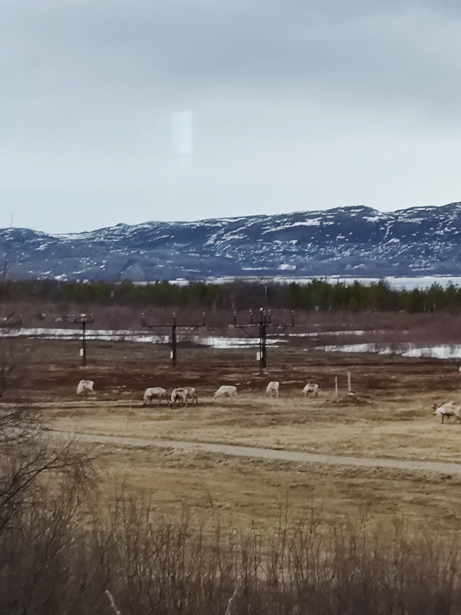 wild-caribou-norway-north-cape-travel-photogaphy-gegenwind-21