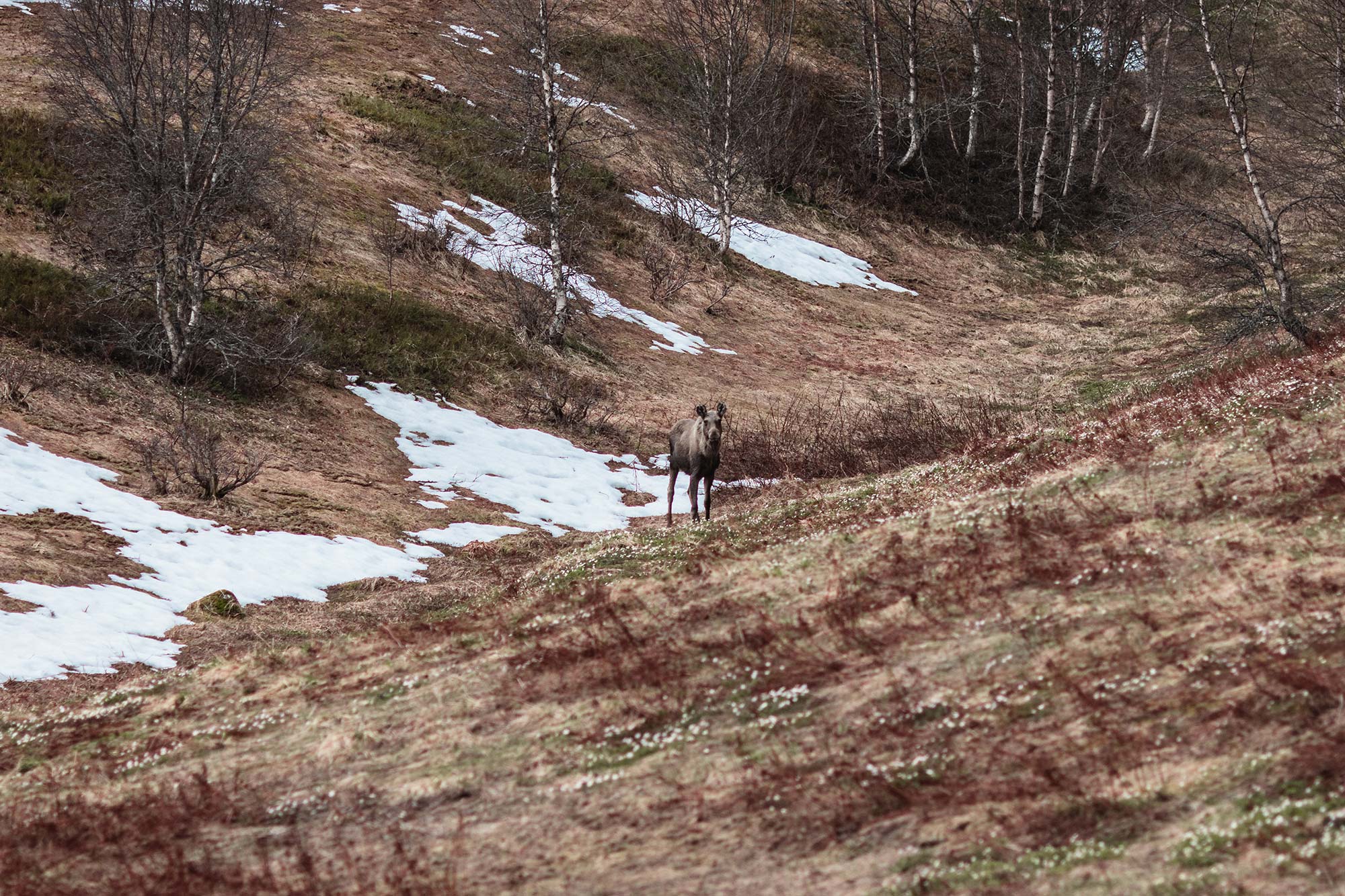 gegenwind-travel-photography-norway-north-cape-moose_23