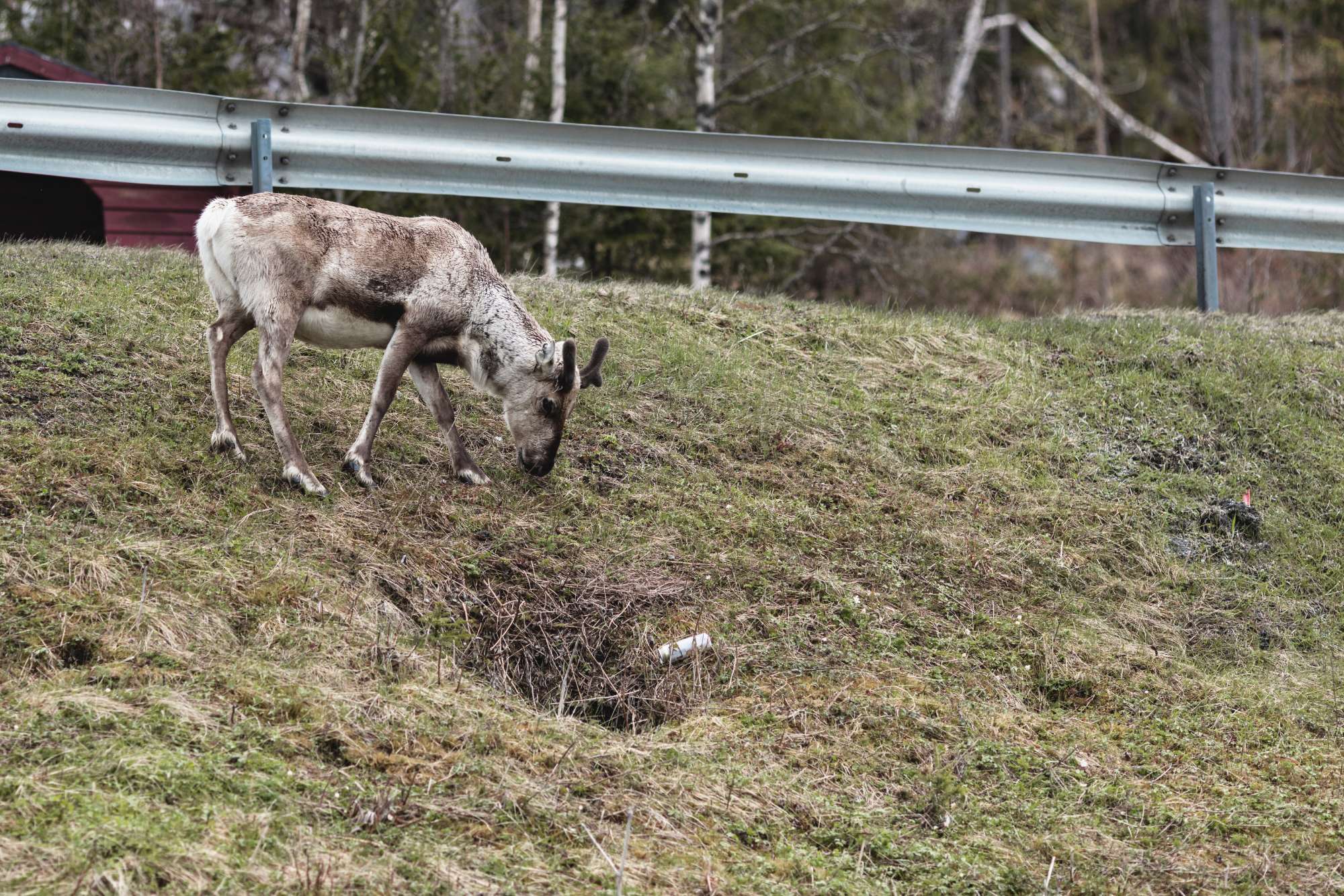 gegenwind-travel-photography-norway-north-cape-reindeer_02