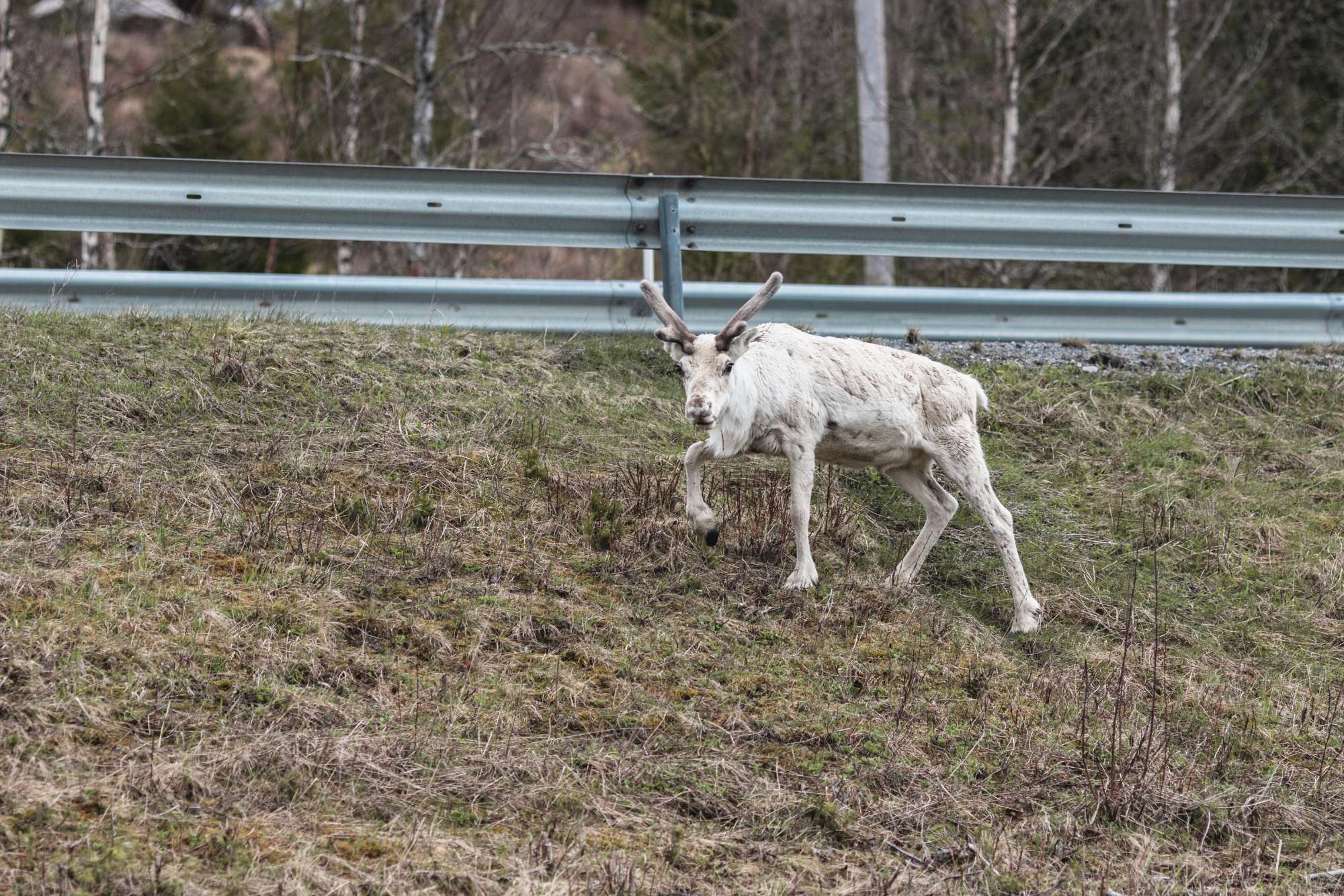 gegenwind-travel-photography-norway-north-cape-reindeer_03