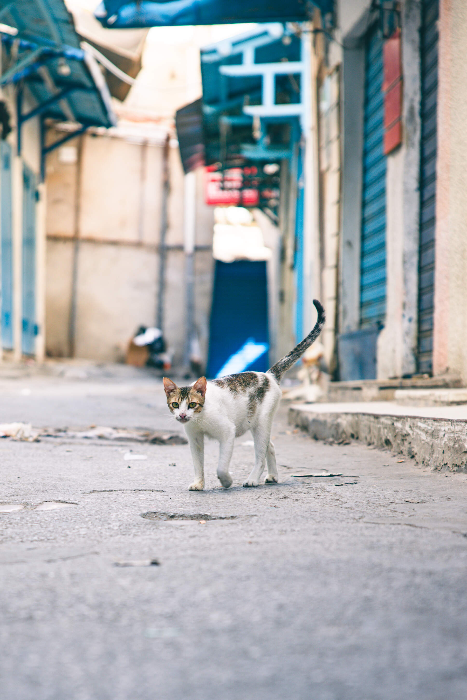 gegenwind_travel_photography_tunis_medina_37