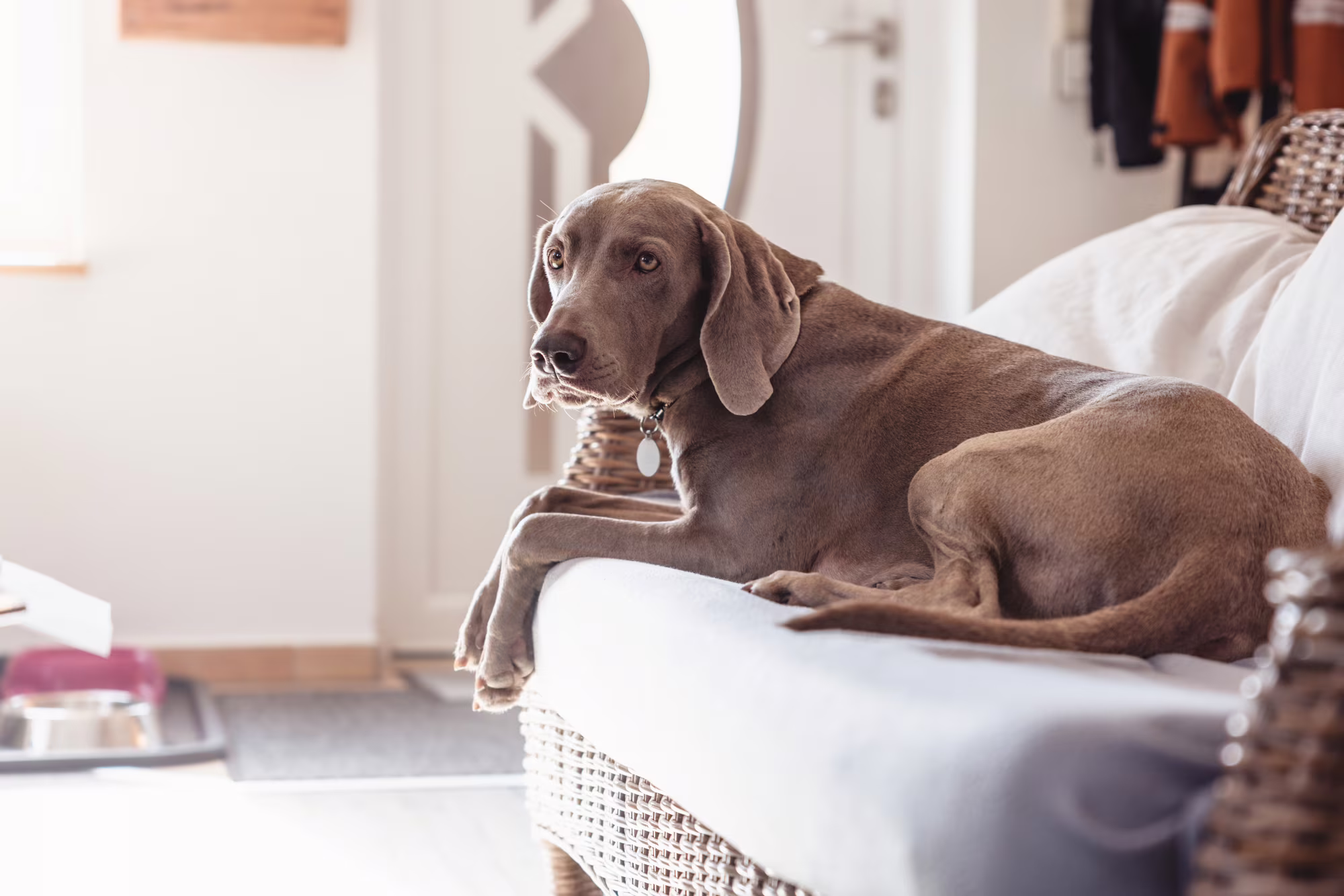 dog-friendly-airbnb-boek