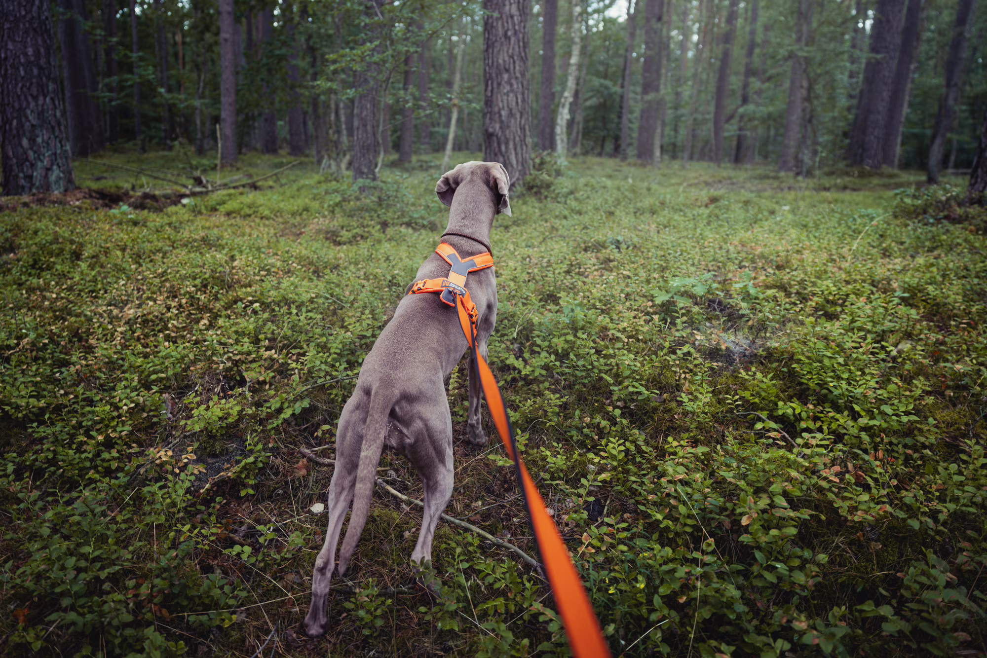 dog-travel-non-stop-dogwear-canix-belt-photography