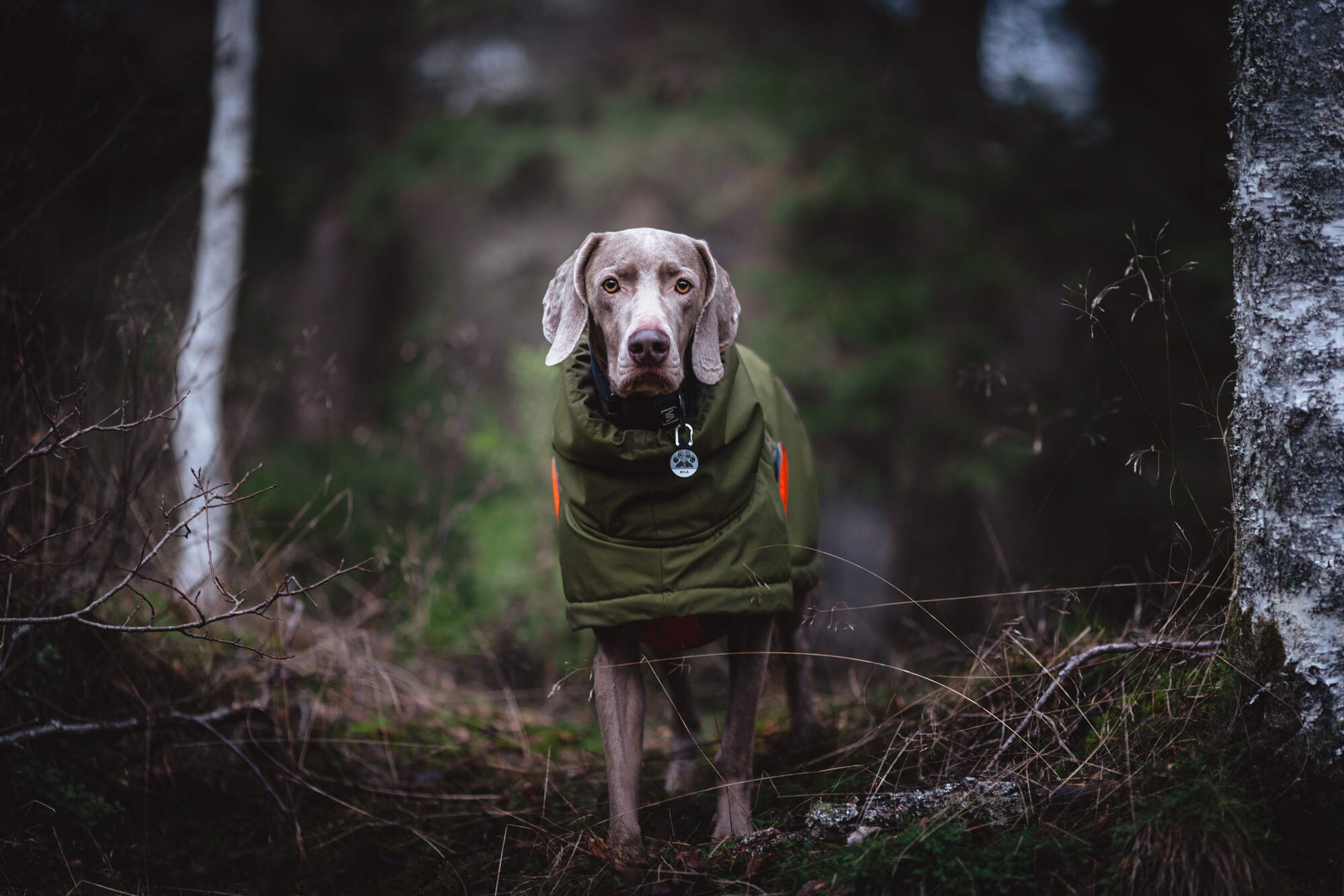 gegenwind-dog-photography-holiday-weimaraner-sweden-winter-jacket_06.avif