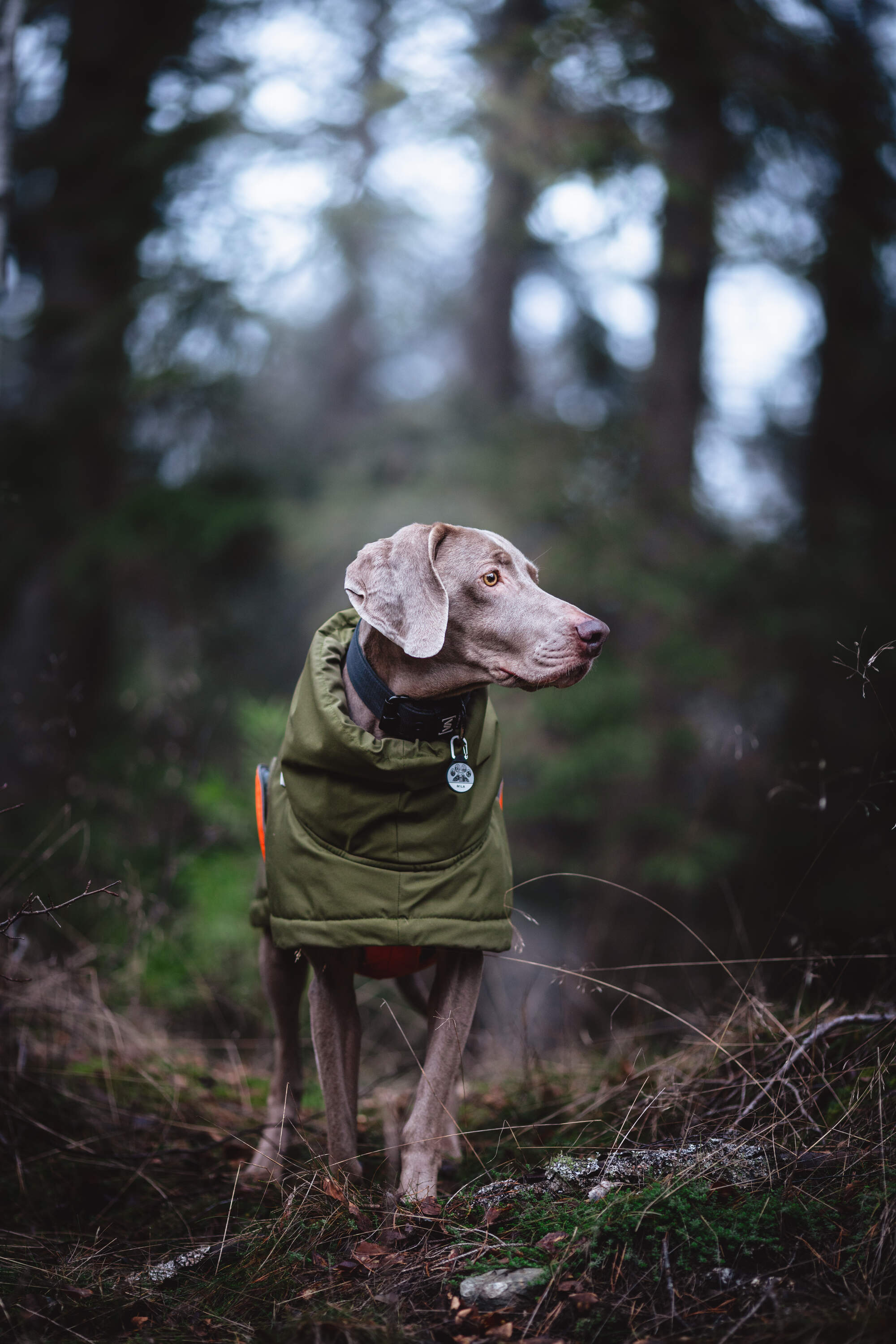 gegenwind-dog-photography-holiday-weimaraner-sweden-winter-jacket_07.avif