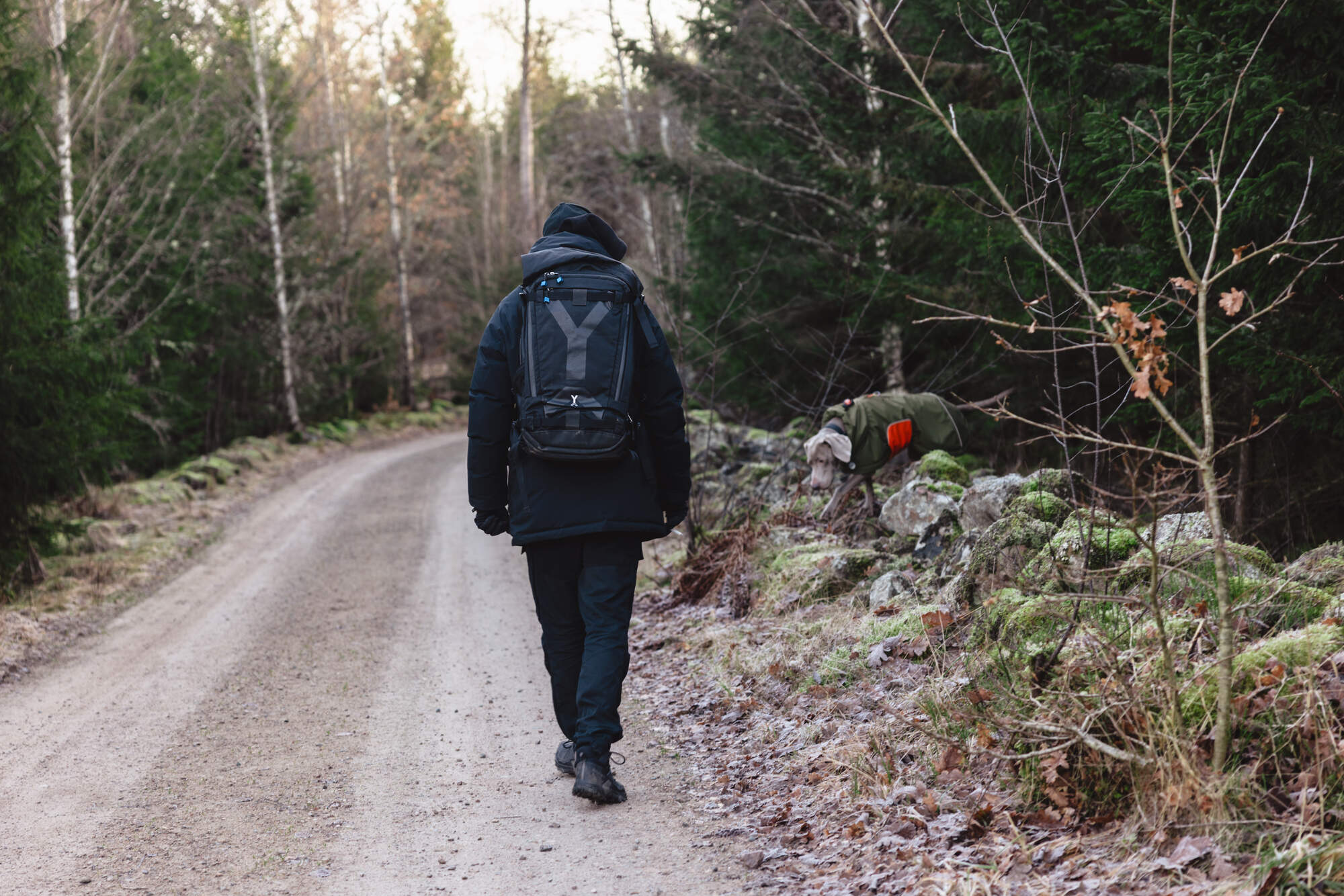 gegenwind-dog-photography-holiday-weimaraner-sweden-winter-jacket